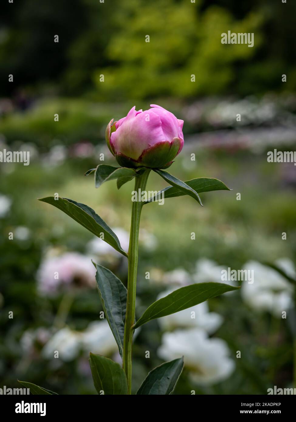 Pink peony (Paeonia sp) flower bud on green background. Stock Photo