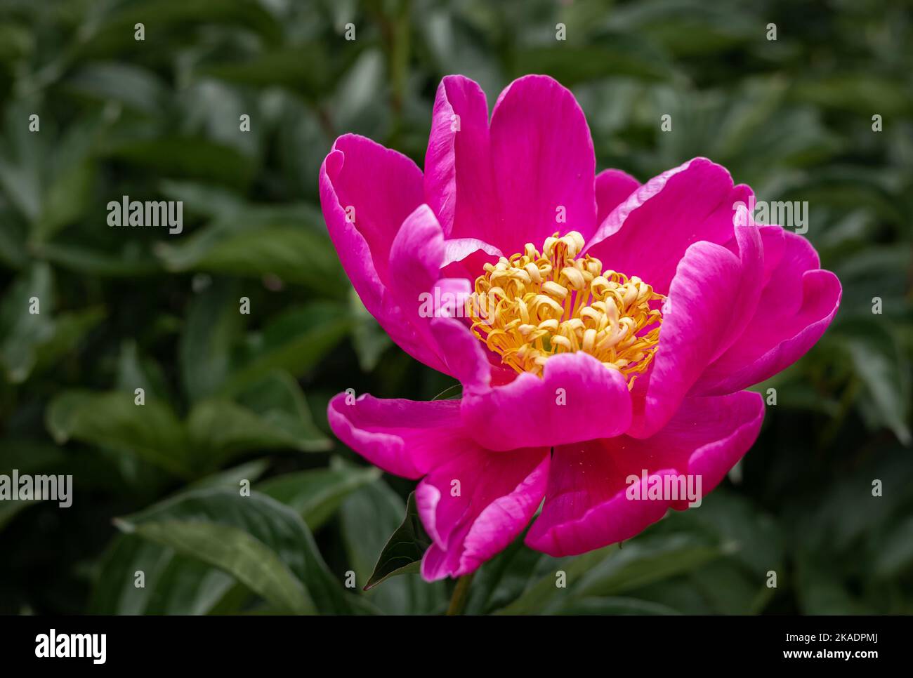 Pink peony (Paeonia sp) flower on green background. Stock Photo