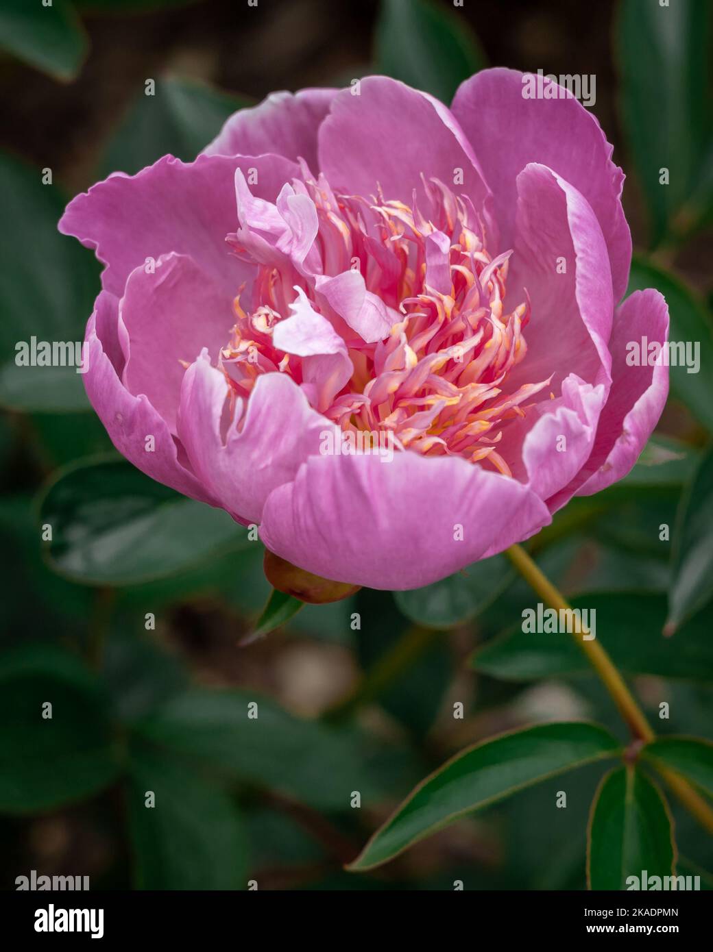 Pink peony (Paeonia sp) flower on green background. Stock Photo