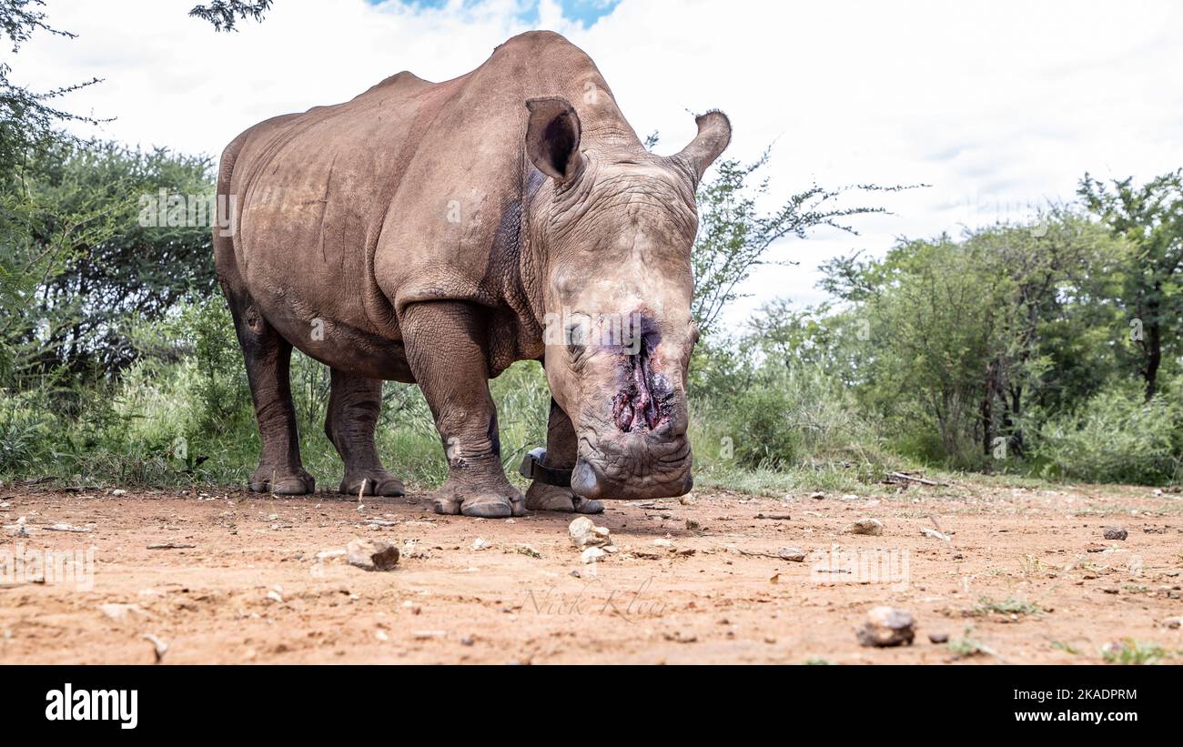 An African White Rhino, Photographed in South Africa Stock Photo