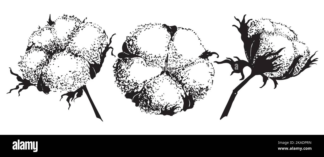 Vector set of hand draw ink Cotton Balls. Engraving illustration of Plant in vintage style