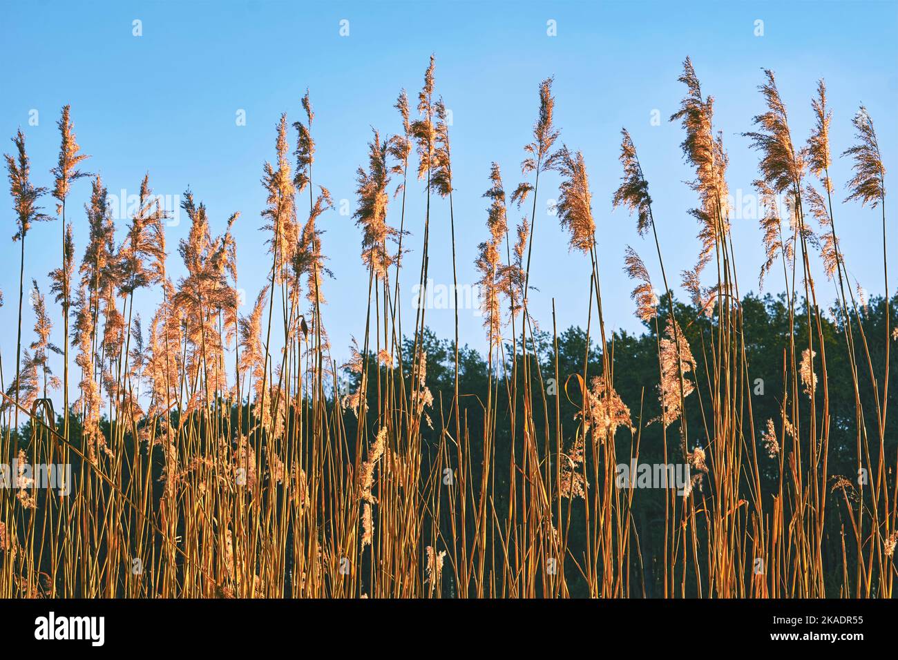 Light complexion hi-res stock photography and images - Alamy