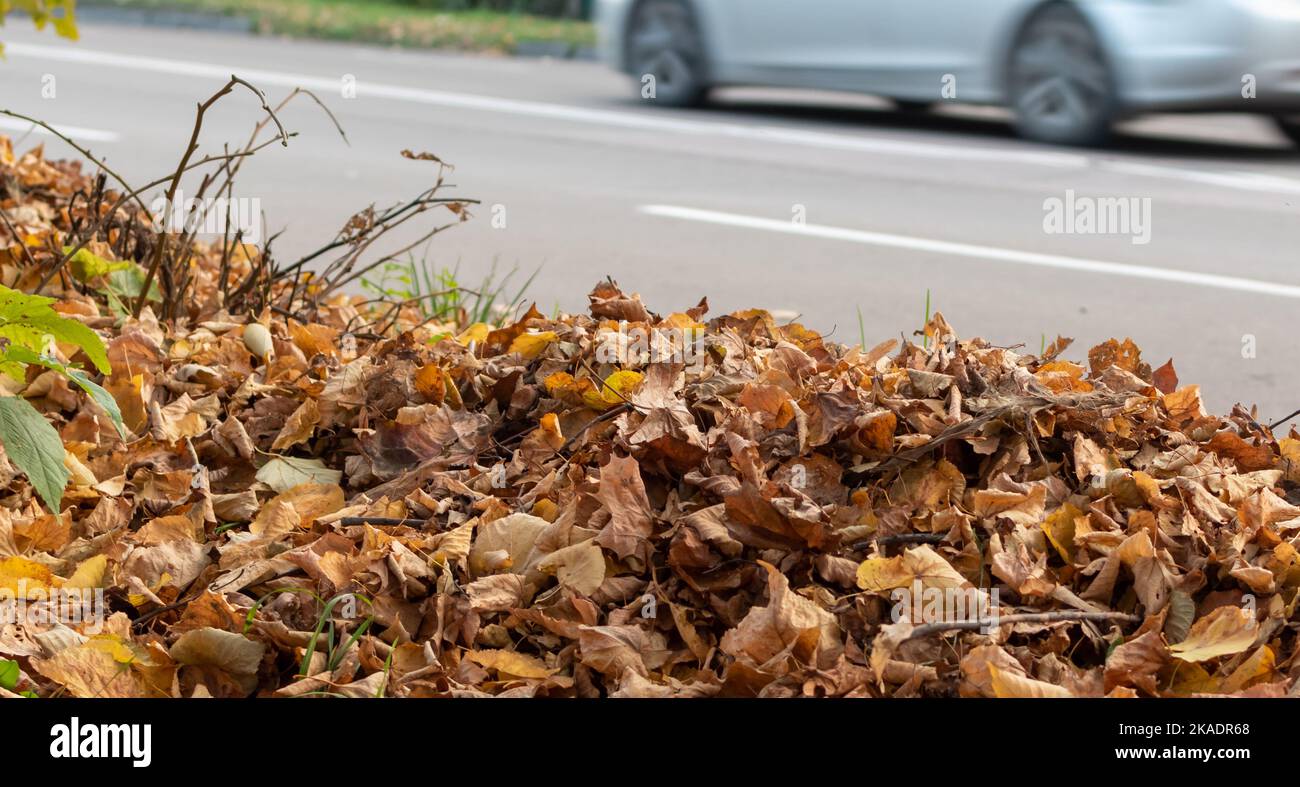 Heap of dry fallen autumn leaves on blurred road background with car in ...