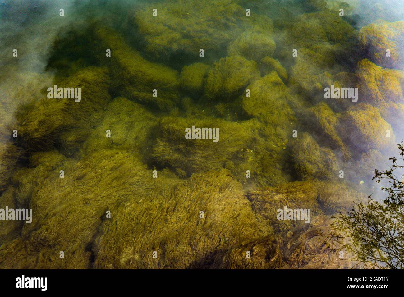 A closeup shot of greenery and mossy rocks in the lake Stock Photo - Alamy