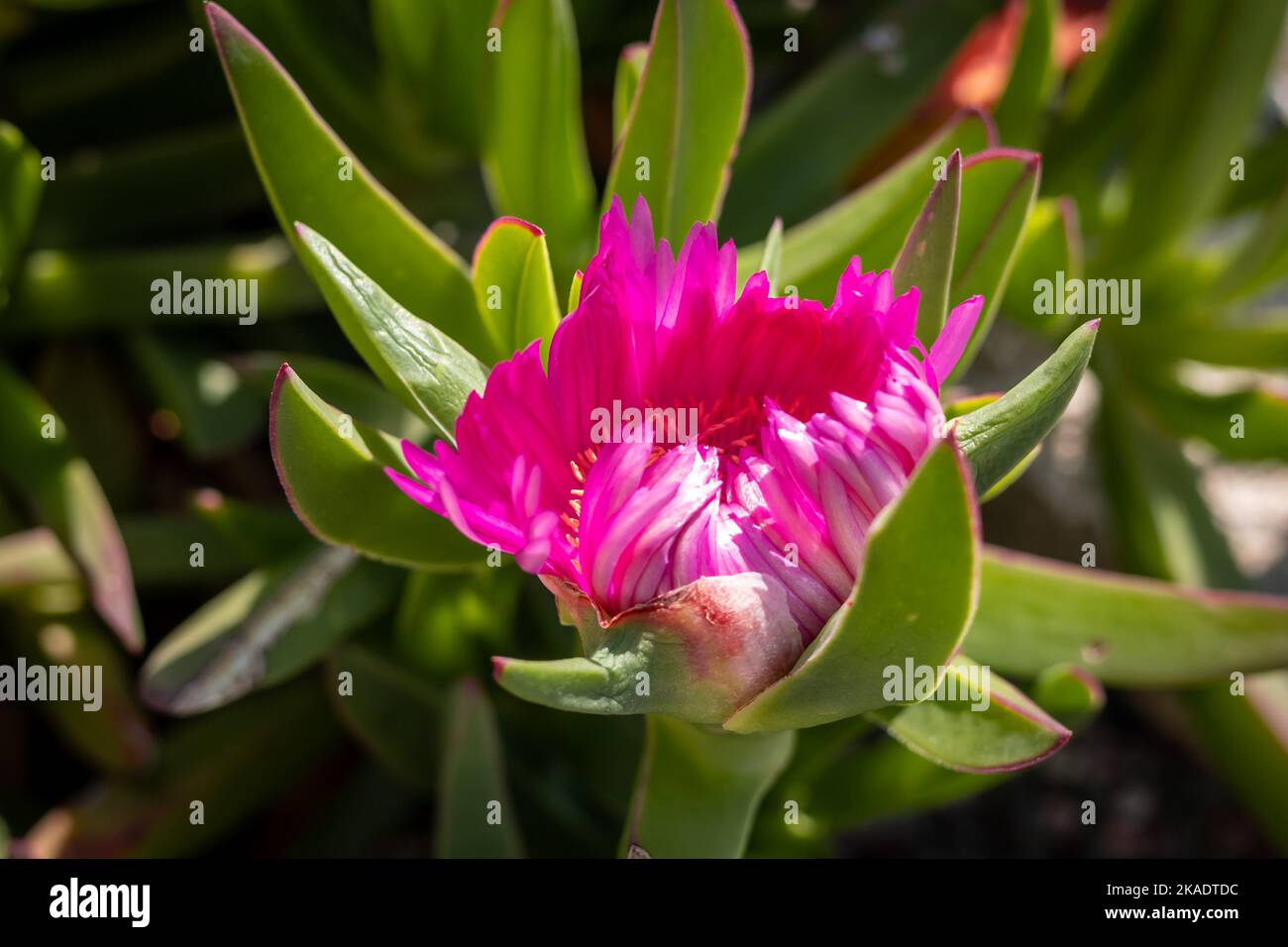 Blooming pink flower of a mediterranean succulent plant pigface (Carpobrotus edulis). Stock Photo