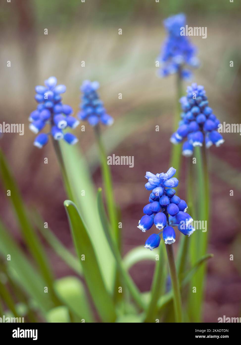Blue muscari flowers (grape hyacinth, Muscari aucheri) blooming in the garden in the springtime. Stock Photo