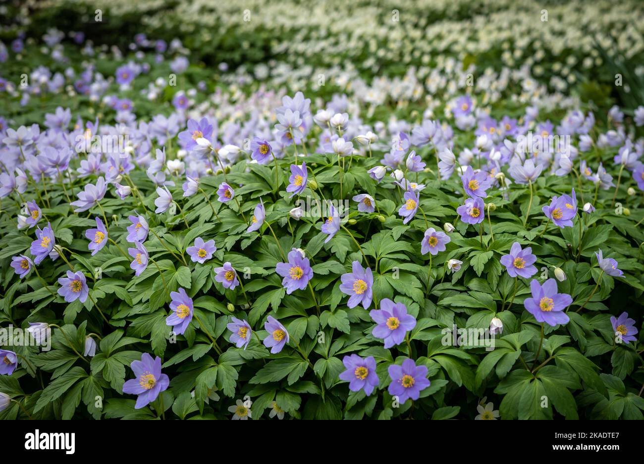 A beautiful natural carpet of white and violet wood anemone flowers blooming in the springtime. Stock Photo