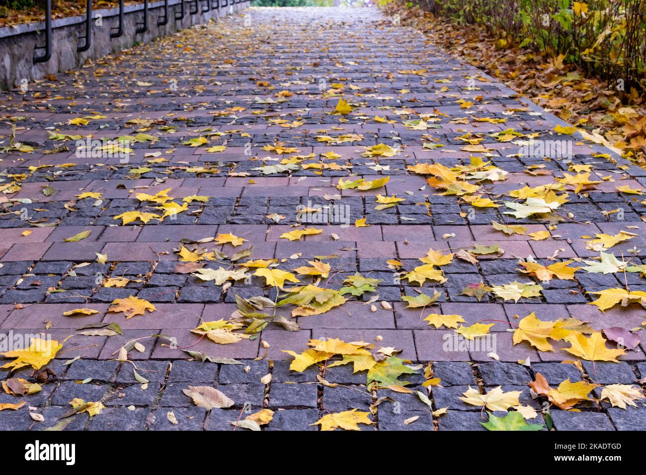 Maple leaves on the pavement hi-res stock photography and images - Alamy