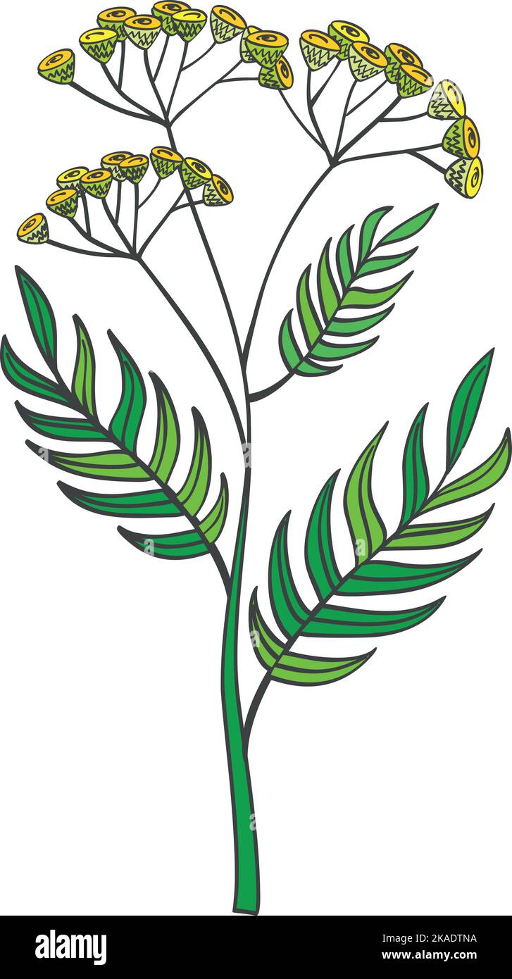 Yarrow plant. Blooming herb color botanical illustration Stock Vector