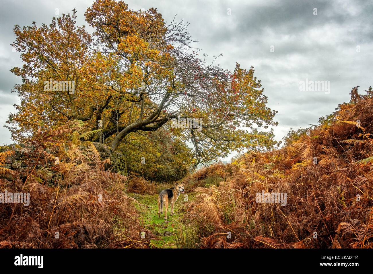 Dog in a moorland autumnal scene with golden leaves on trees and bracken changing colour on the moors, Burley Moor, West Yorkshire, UK Stock Photo