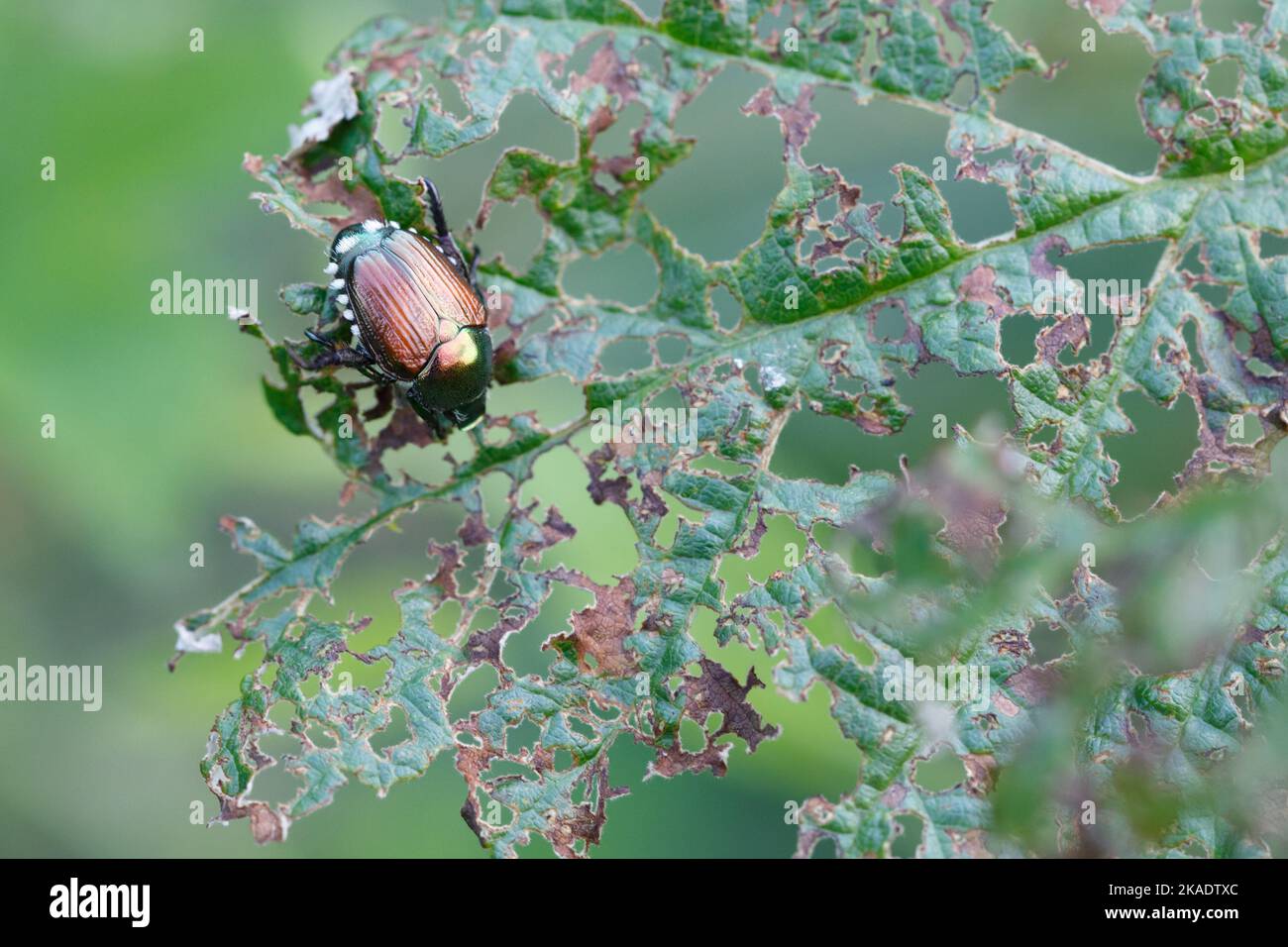 Japanese beetle popillia japonica hi-res stock photography and images ...