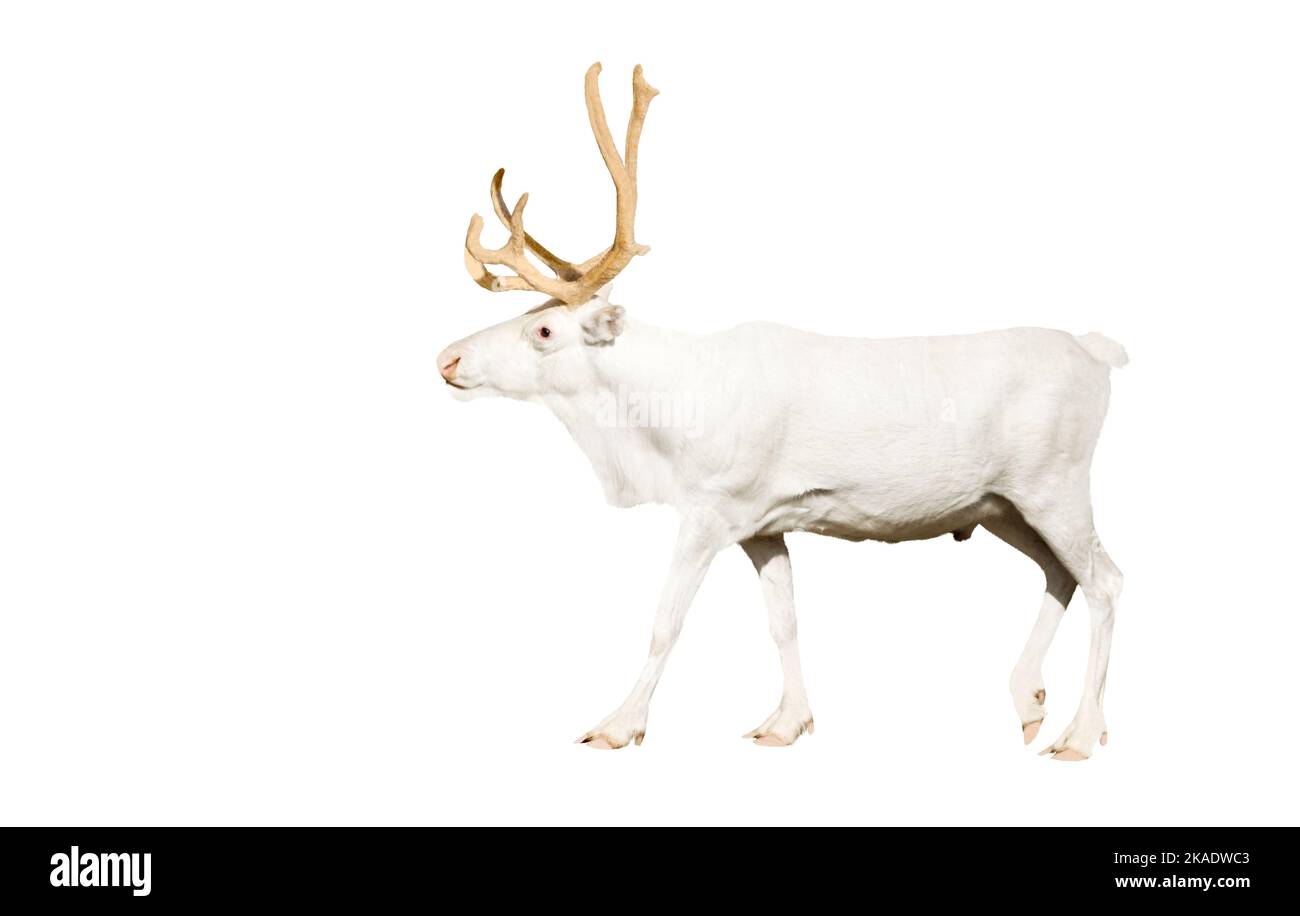 white deer proudly walks isolated on white background Stock Photo