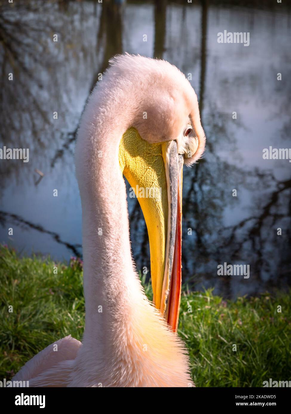 Close-up of pink pelican by the pond (pelikan baba, Pelecanus onocrotalus). Stock Photo