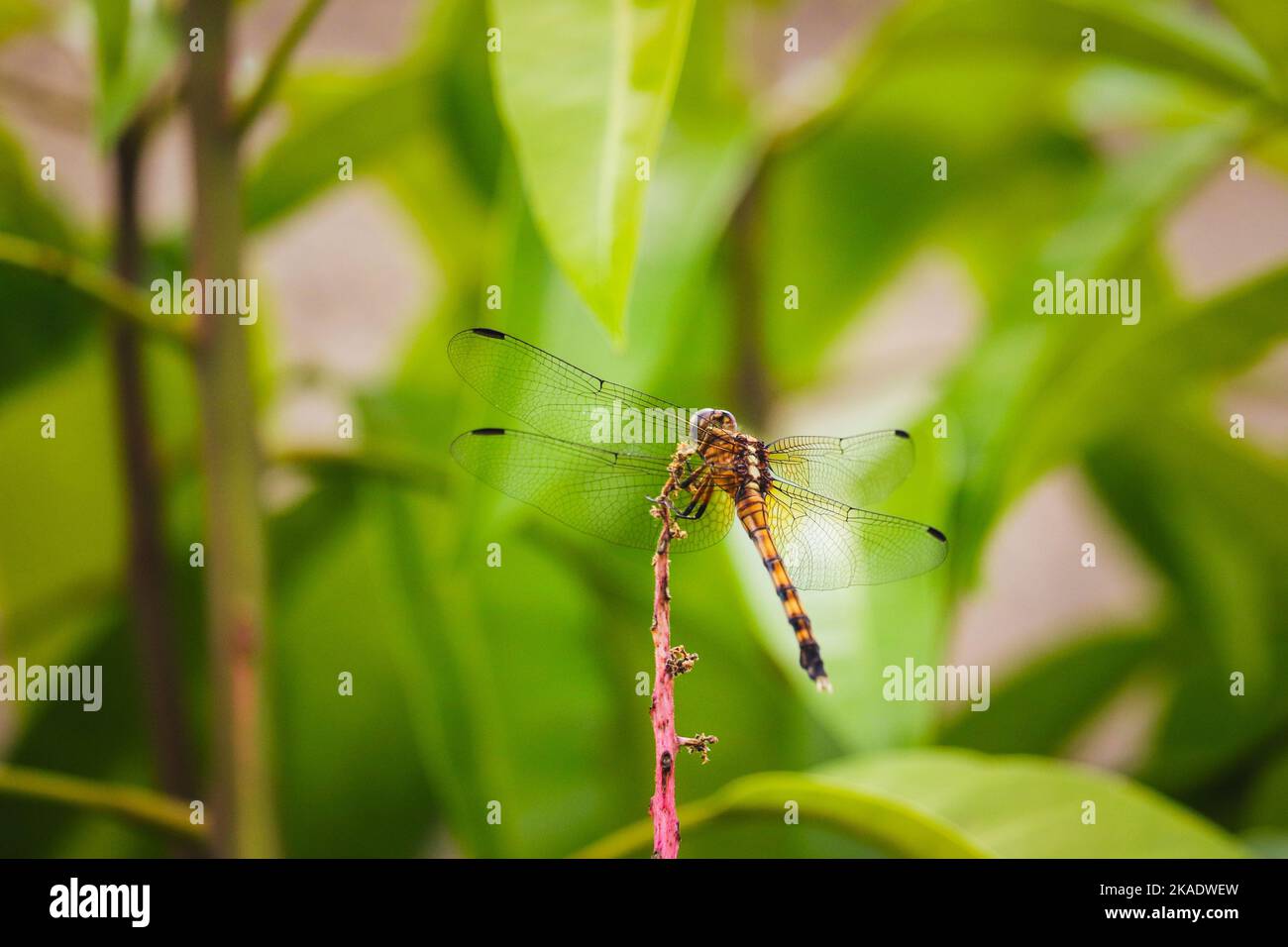 A macro of a dragonfly on a green leaf Stock Photo - Alamy