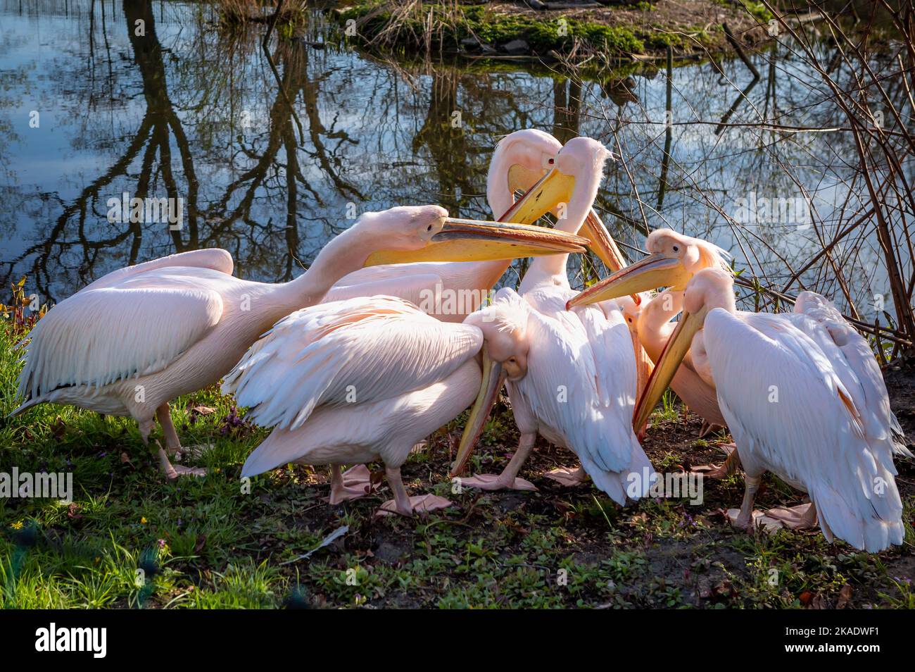 Flock of pink pelicans pecking the grass (pelikan baba, Pelecanus onocrotalus). Stock Photo