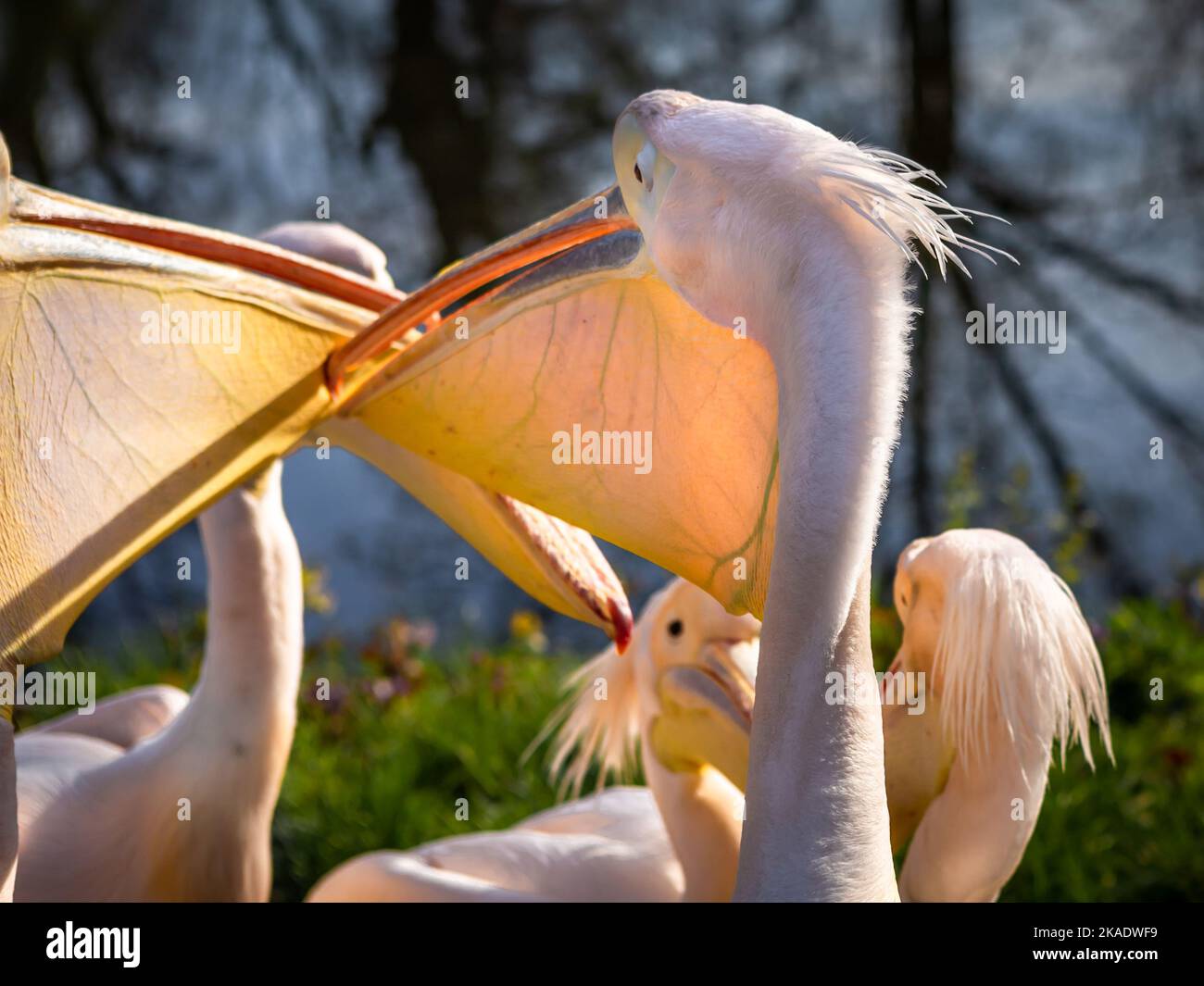 Angry pink pelican bird (pelikan baba, Pelecanus onocrotalus) pecking and attacking his colleague, displaying the extend of his throat pouch. Stock Photo