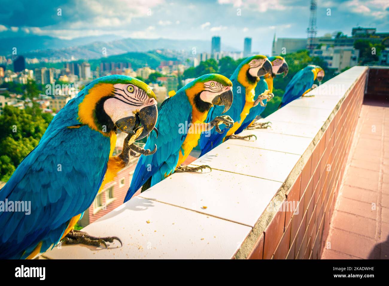 A beautiful Blue and yellow macaws standing on balcony fence in a line ...