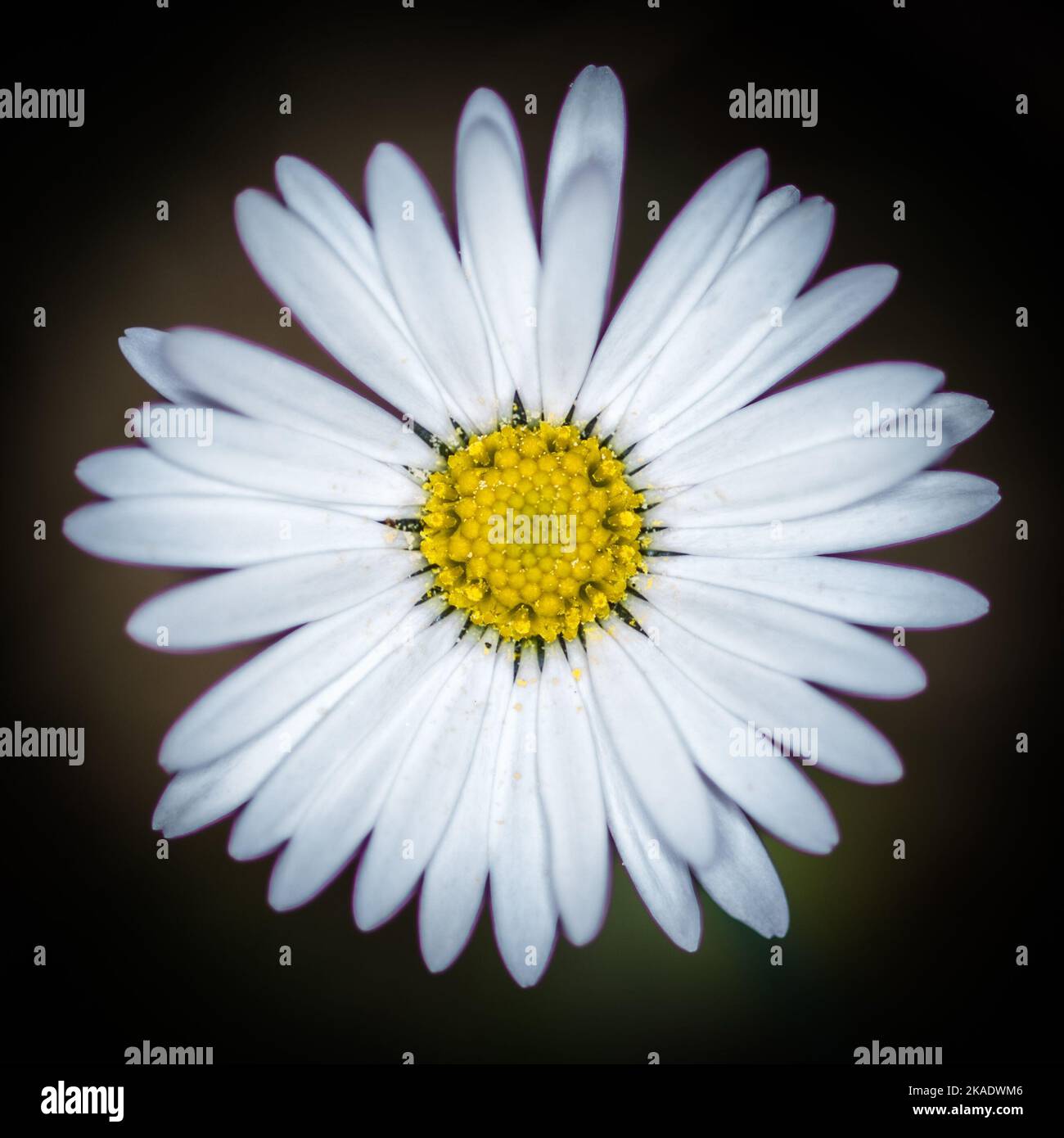 A vertical closeup of Bellis perennis, the white daisy isolated on dark background. Stock Photo
