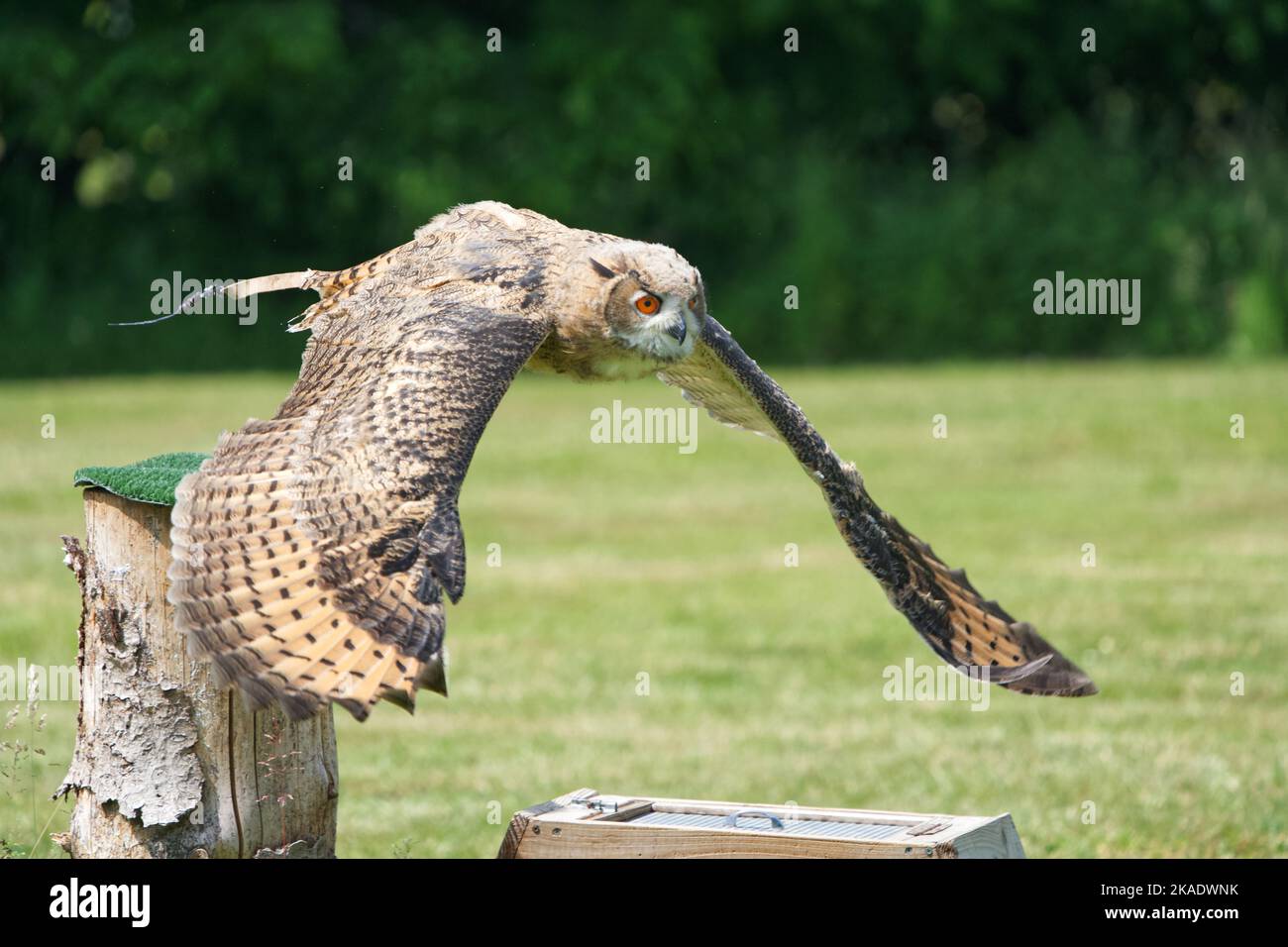 A closeup shot of a powerful horned owl with orange eyes flying off a pole Stock Photo