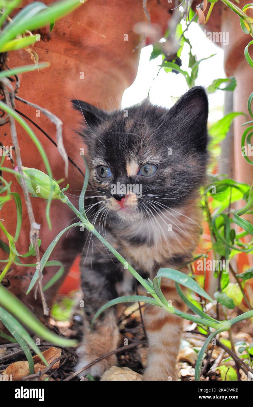 The small cat with blue surprised eyes in the garden Stock Photo - Alamy