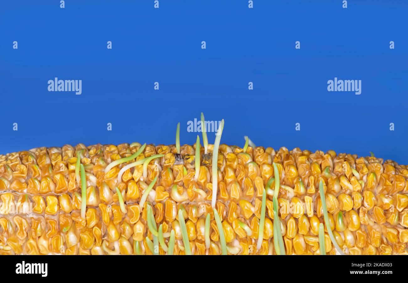 Premature germination and sprouting of corn kernels on cob, ear of corn