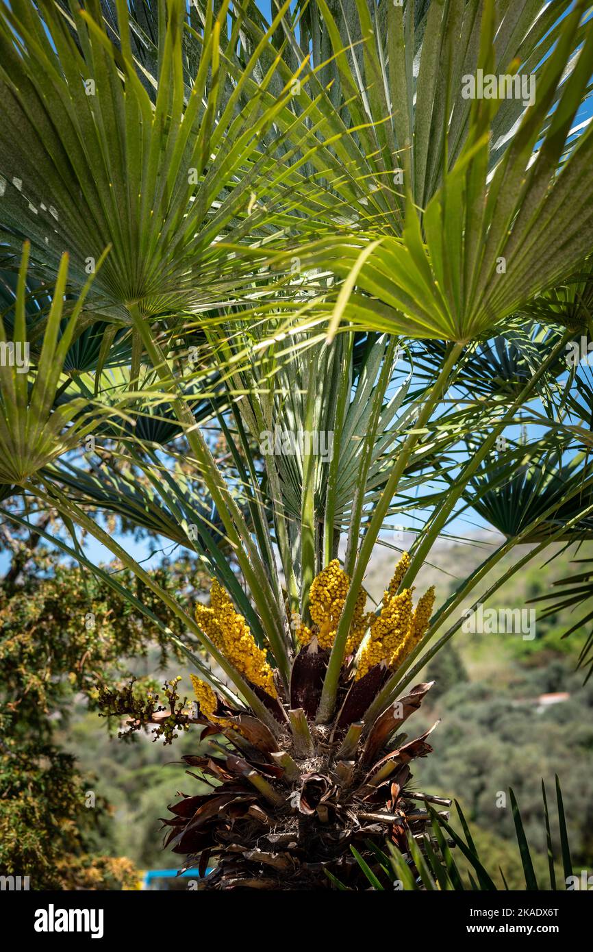 Blooming yellow flowers and green leaves of Trachycarpus palm tree as a