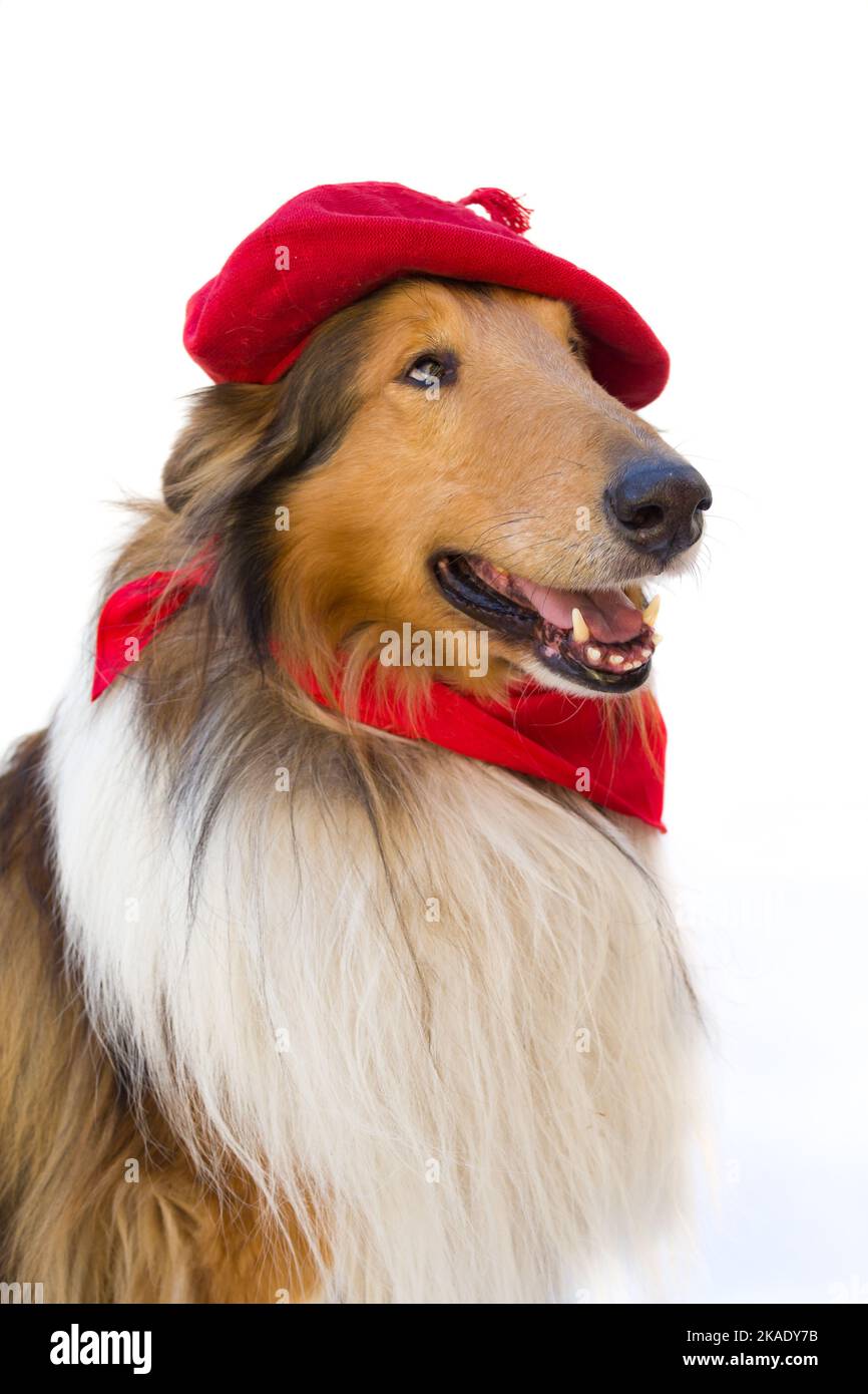 Portrait of rough collie with beret and red scarf on white background. San Fermin celebration Stock Photo