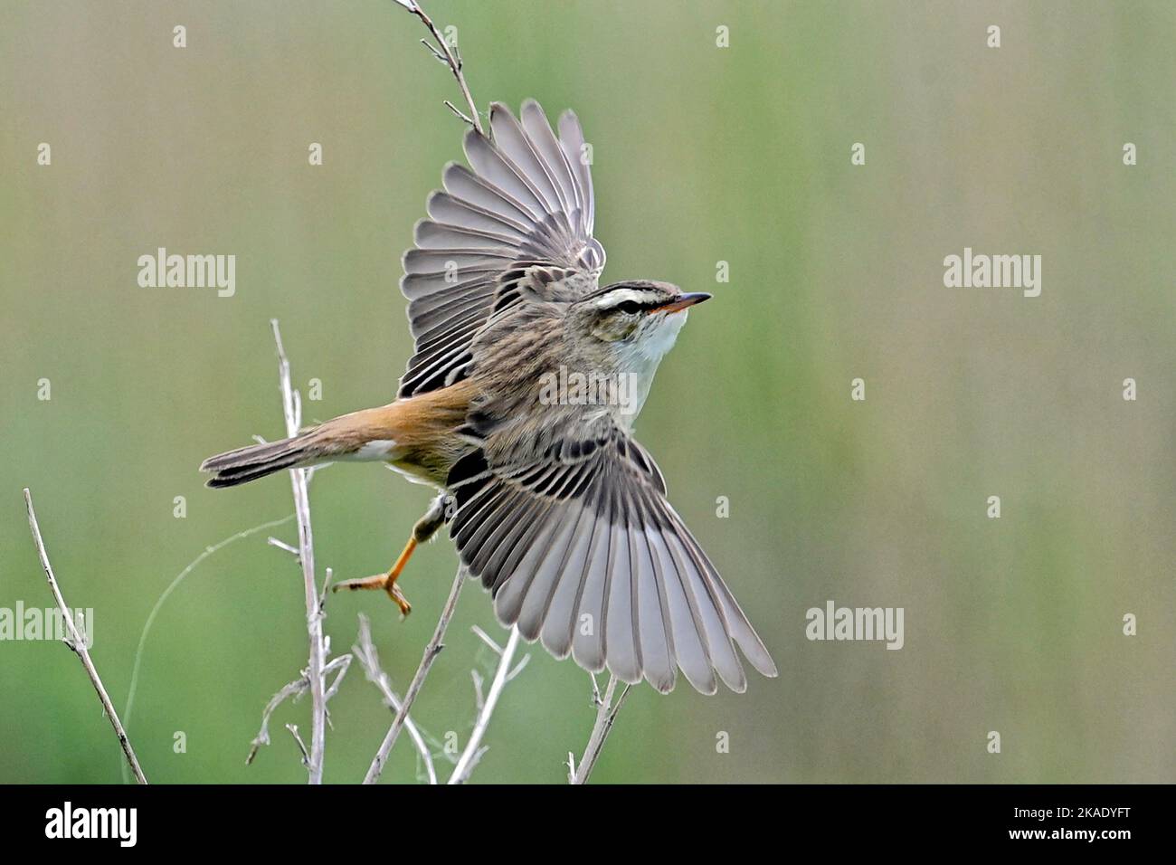 A sedge  warbler in flight at Titchwell Marsh, Norfolk.These are migratory birds in the UK, crossing the sahara to winter in africa Stock Photo