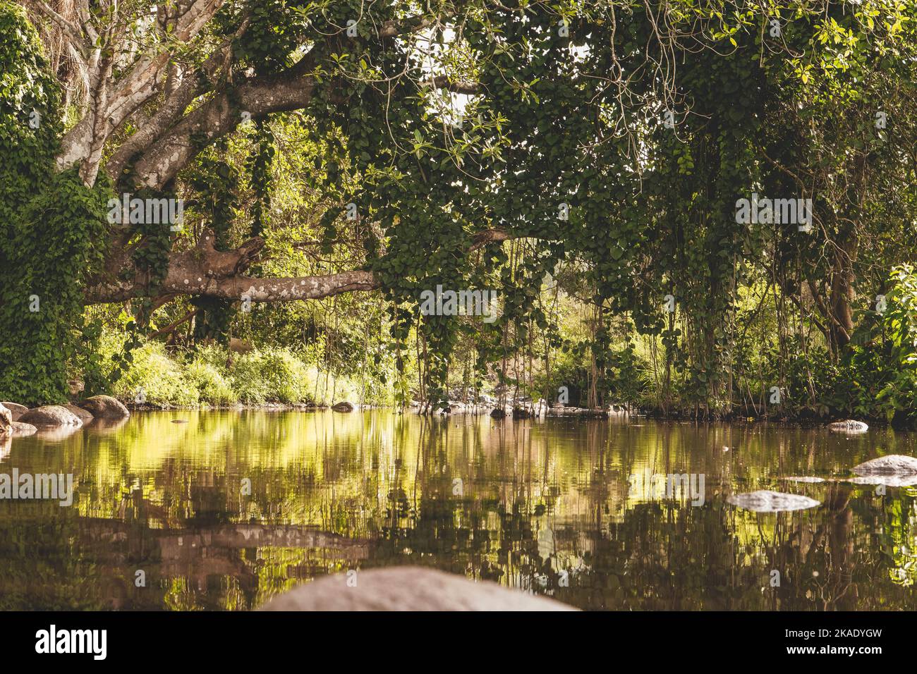A beautiful view of lake surrounded by trees with reflection in water ...