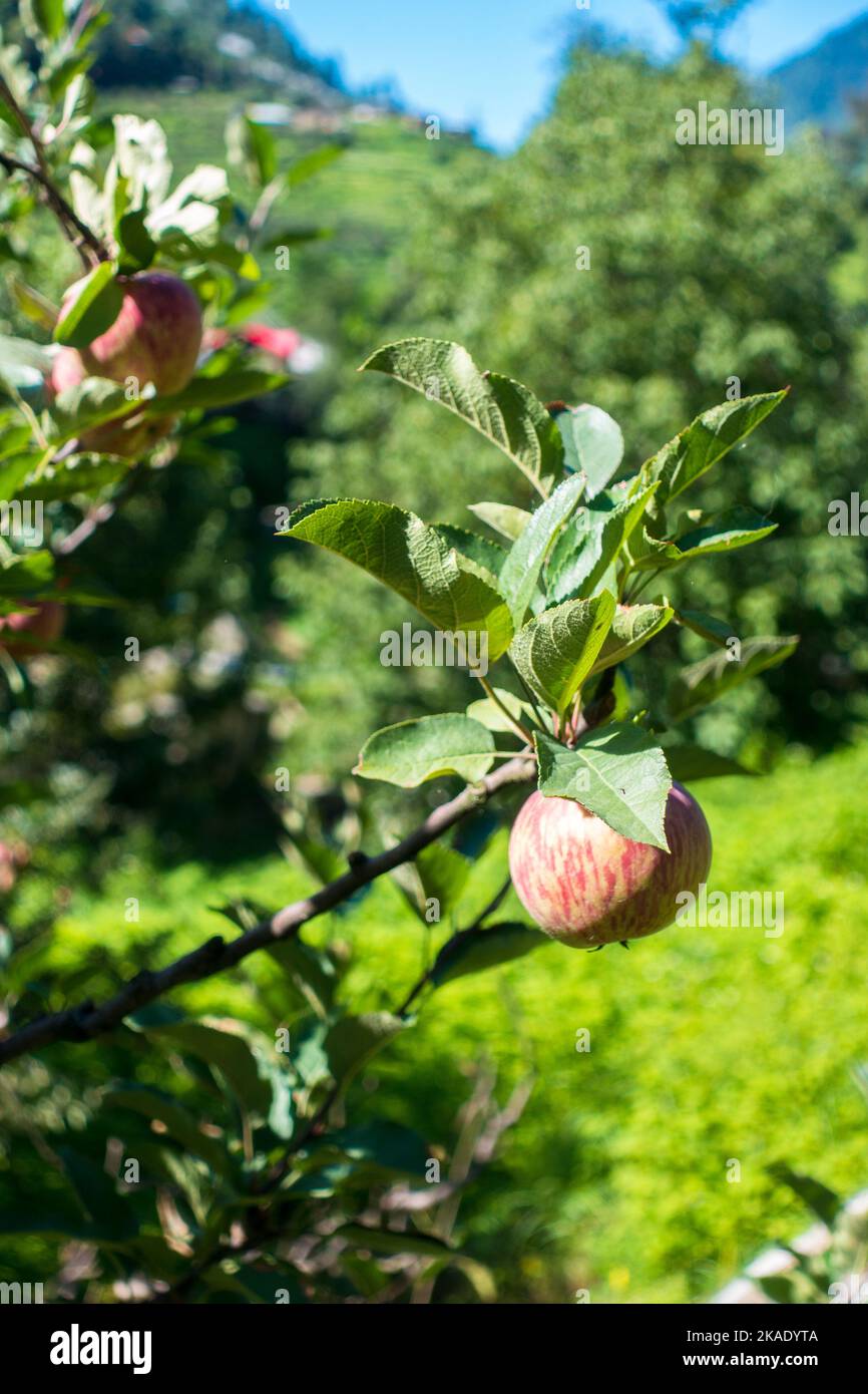 Apples hanging in a tree at the orchard with beautiful natural background. Kullu Himachal Pradesh India. Stock Photo