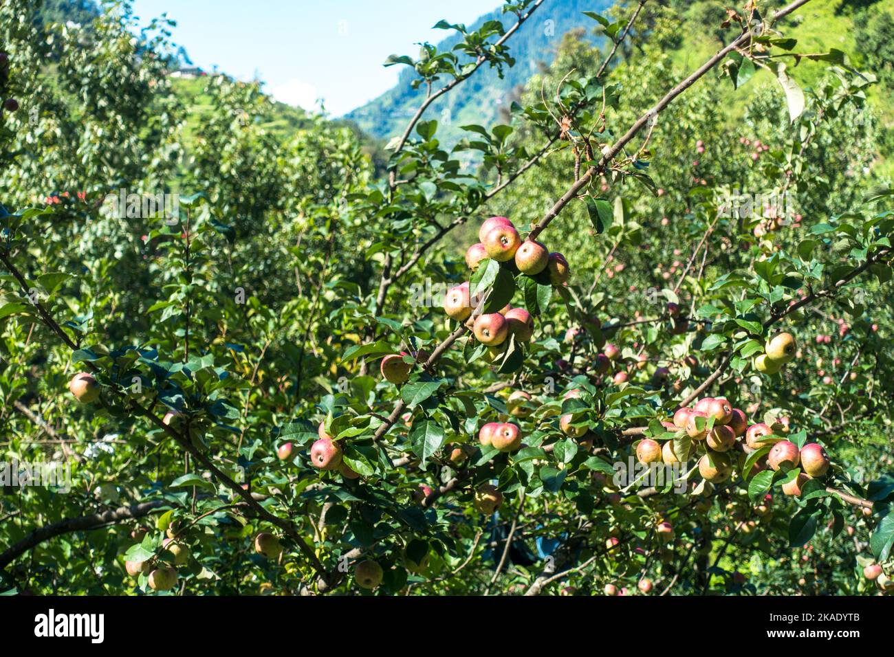 Apples hanging in a tree at the orchard with beautiful natural background. Kullu Himachal Pradesh India. Stock Photo