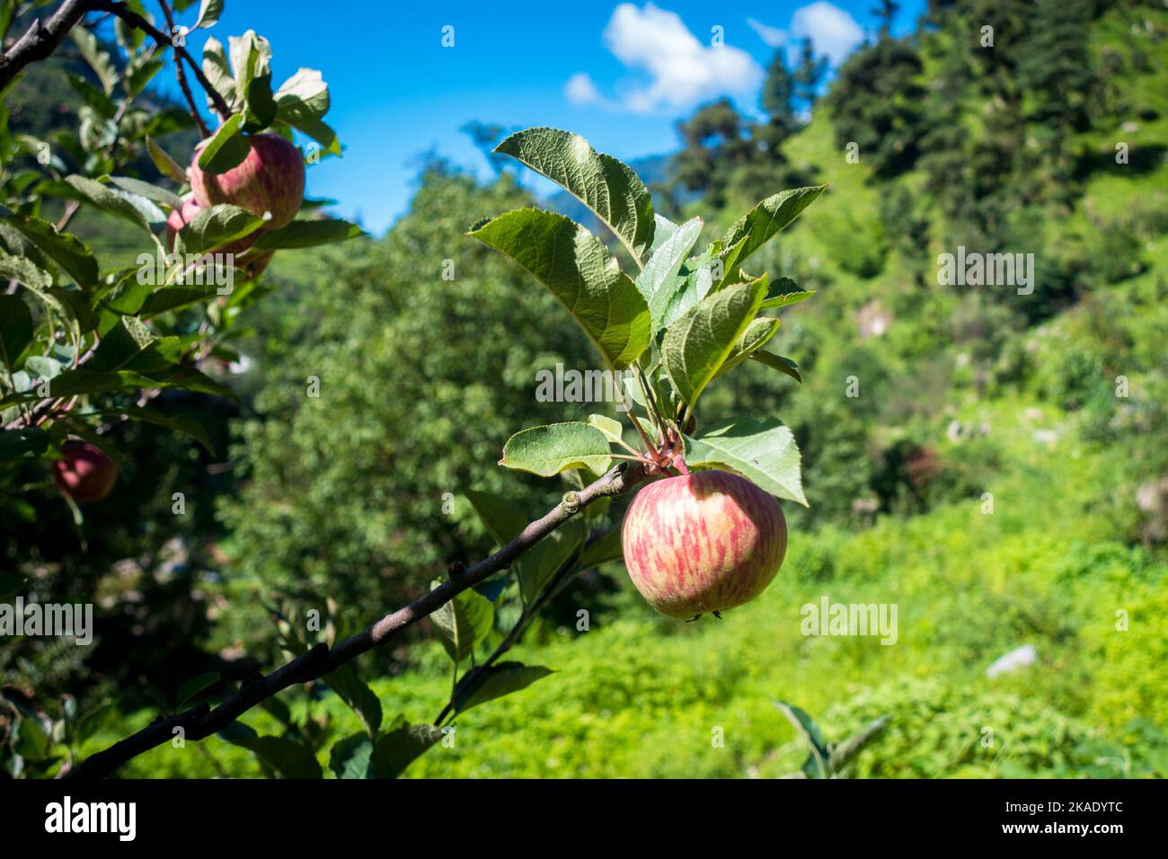 Apples hanging in a tree at the orchard with beautiful natural background. Kullu Himachal Pradesh India. Stock Photo