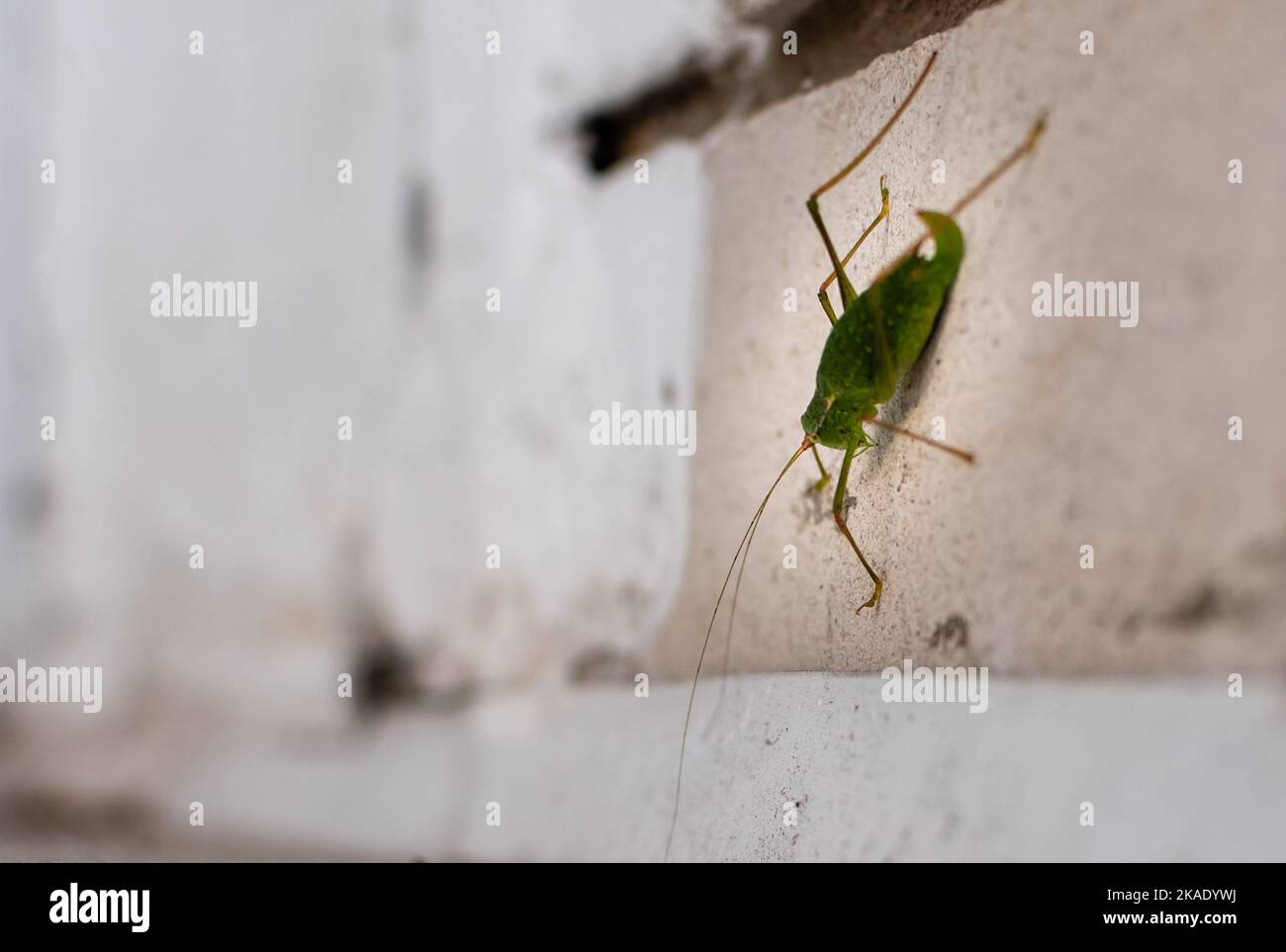 Dark green cricket close-up on blurred stone wall background Stock ...