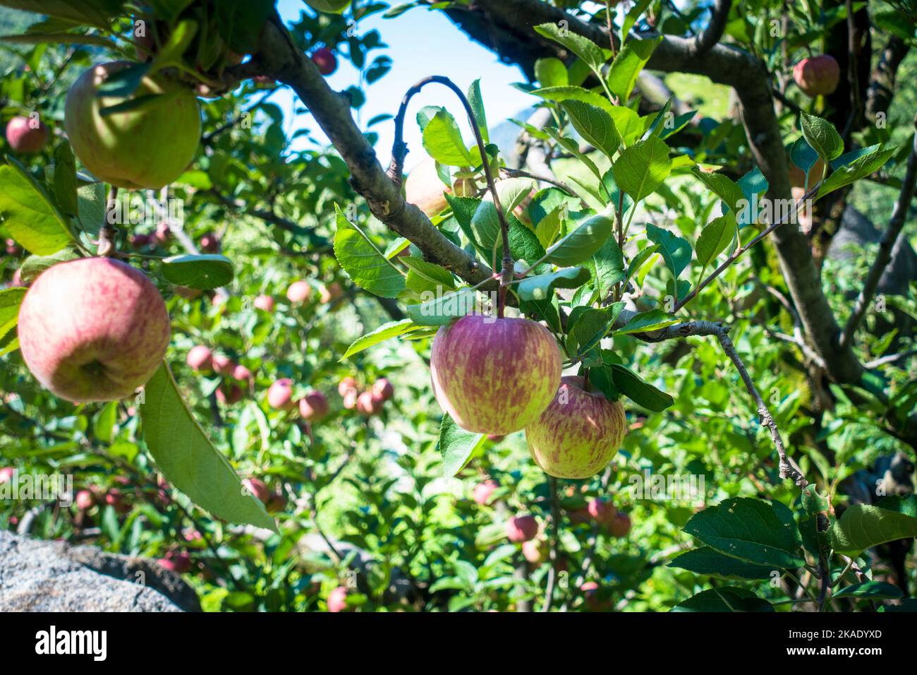 Apples hanging in a tree at the orchard with beautiful natural background. Kullu Himachal Pradesh India. Stock Photo