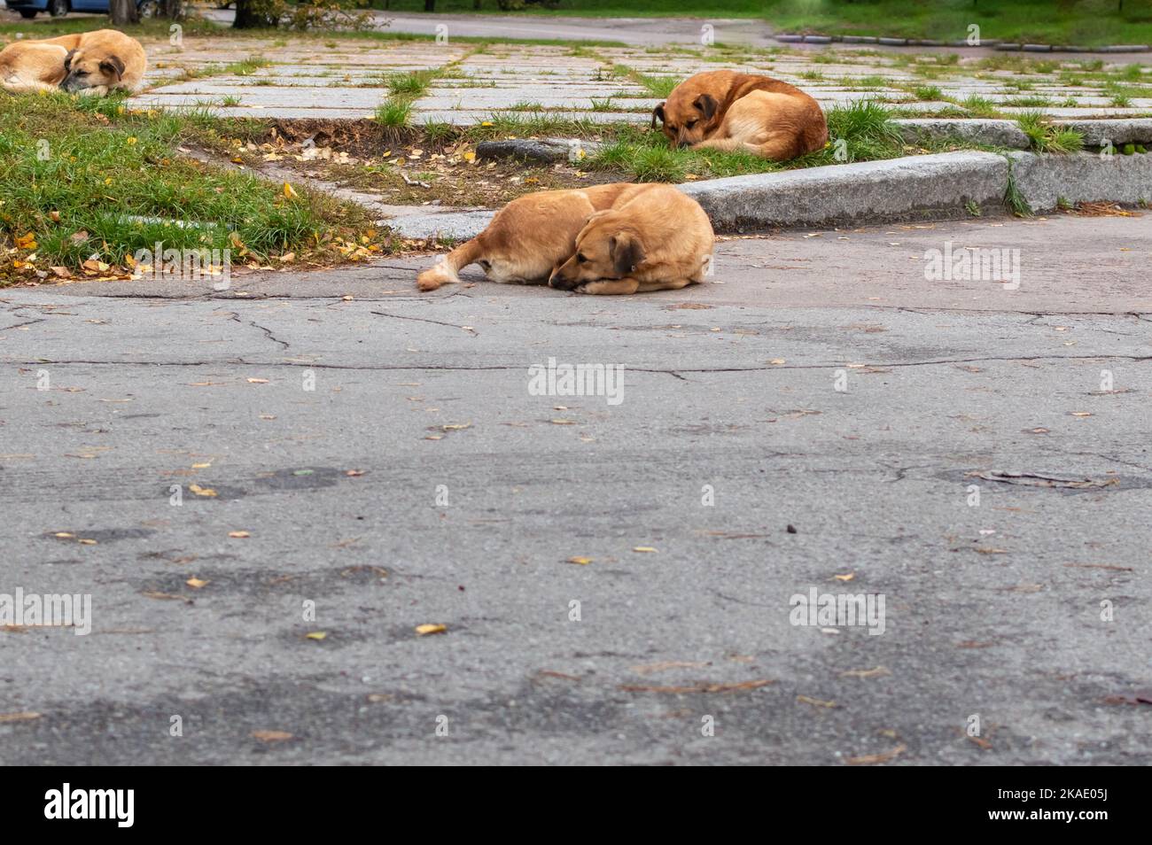 Big red-haired homeless stray dogs sleeping on open air sidewalk in park area Stock Photo
