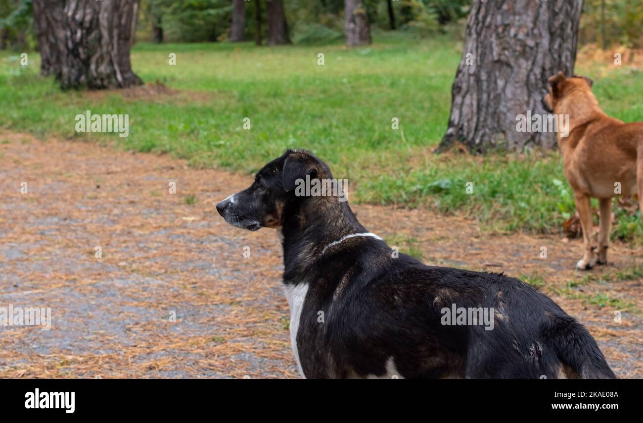 Large homeless stray dogs looking wary in the park area Stock Photo
