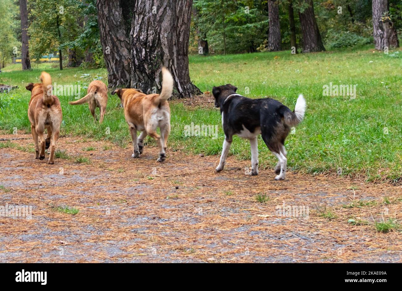 Large homeless stray dogs in the park area Stock Photo