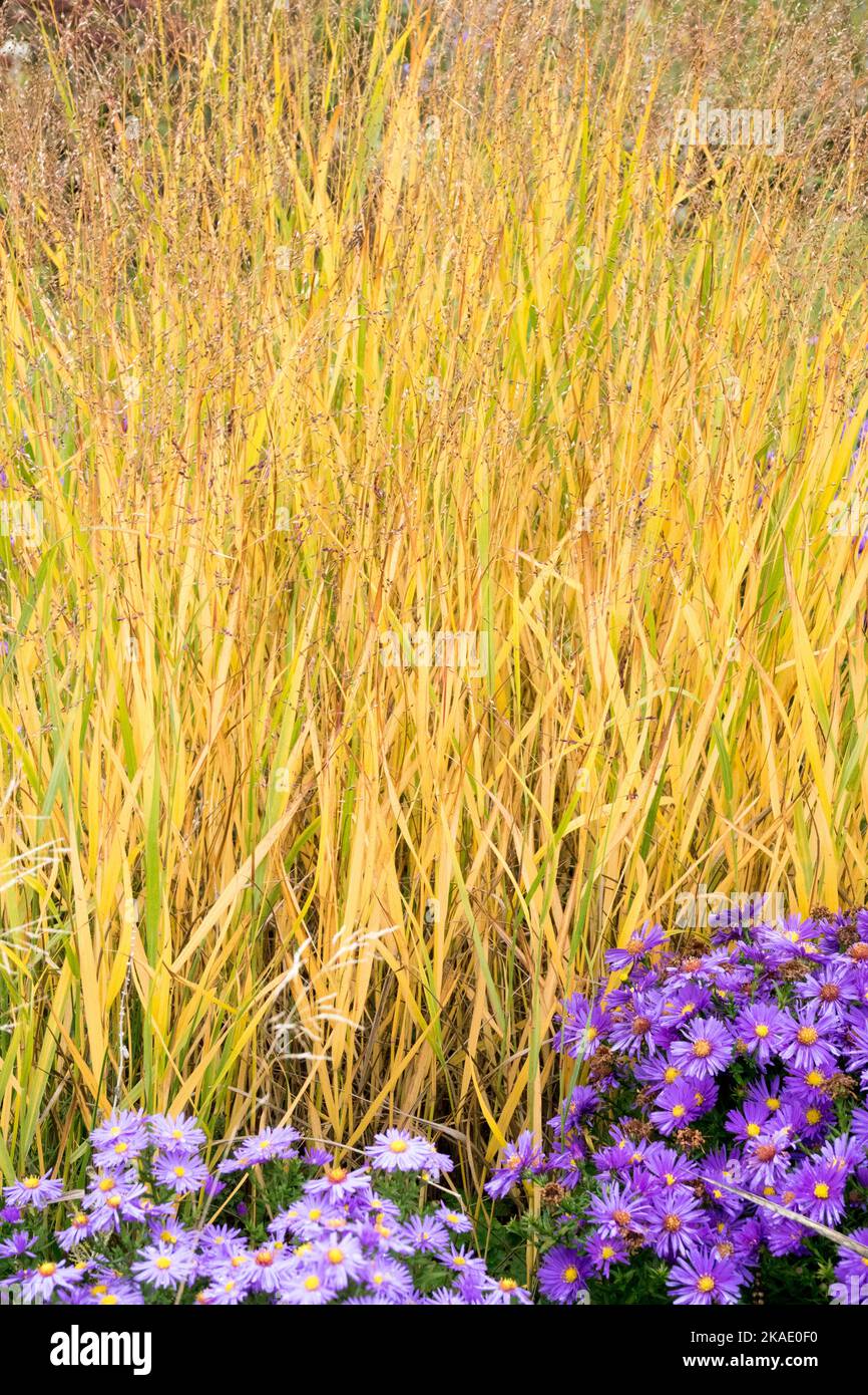 Panic grass, Perennial, Autumnal, Switch Grass, Panicum virgatum Switchgrass Stock Photo
