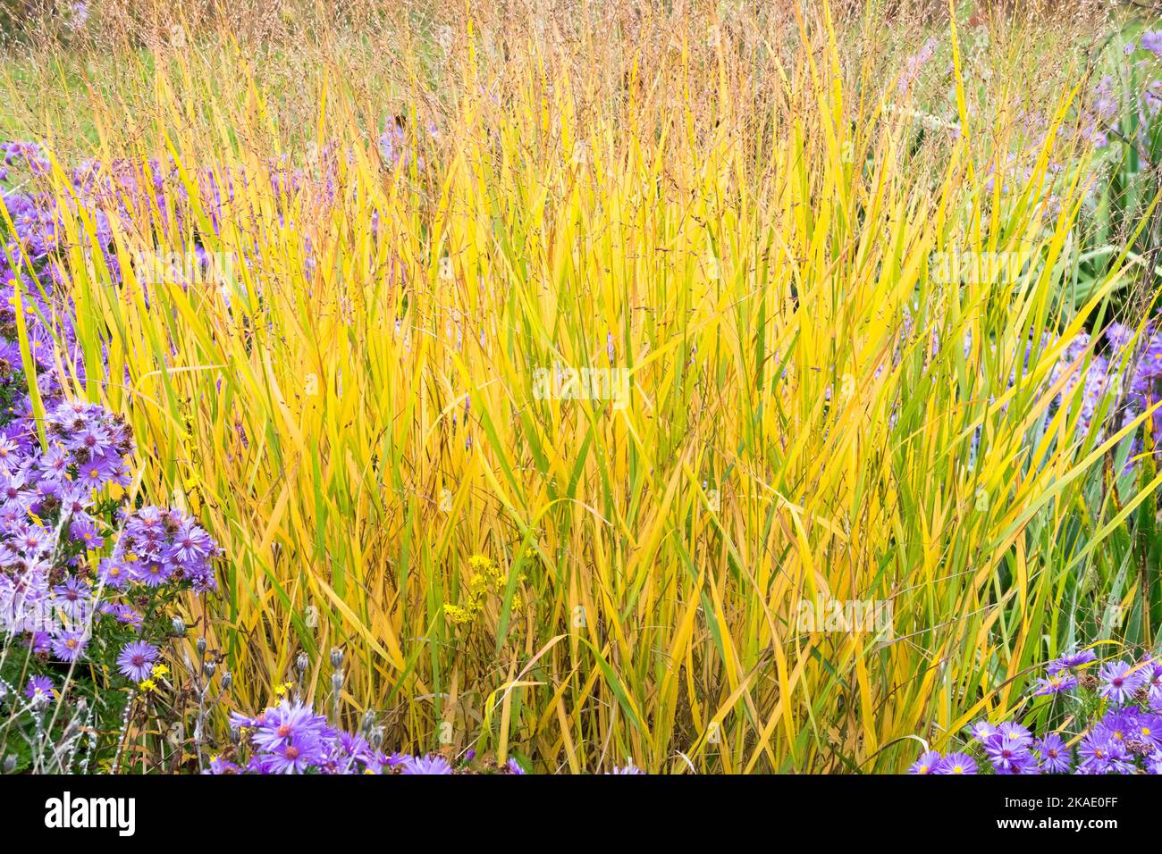 Autumn, Switch Grass, Panicum virgatum Switchgrass, Garden, Grass, October colour Asters Panicum garden Stock Photo