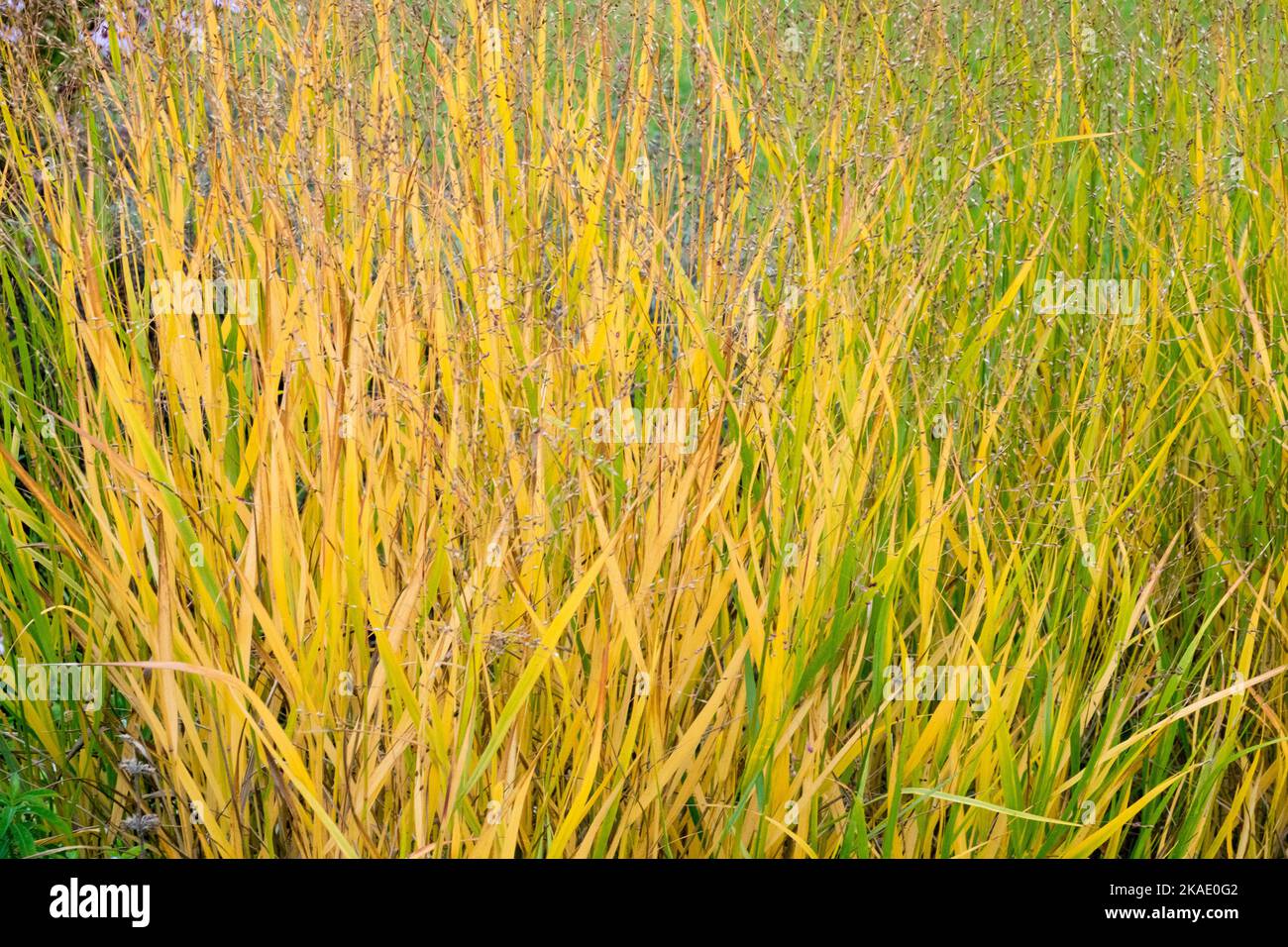 Autumn, Panic SwitchGrass, Panicum virgatum, Switch grass, Garden Stock Photo