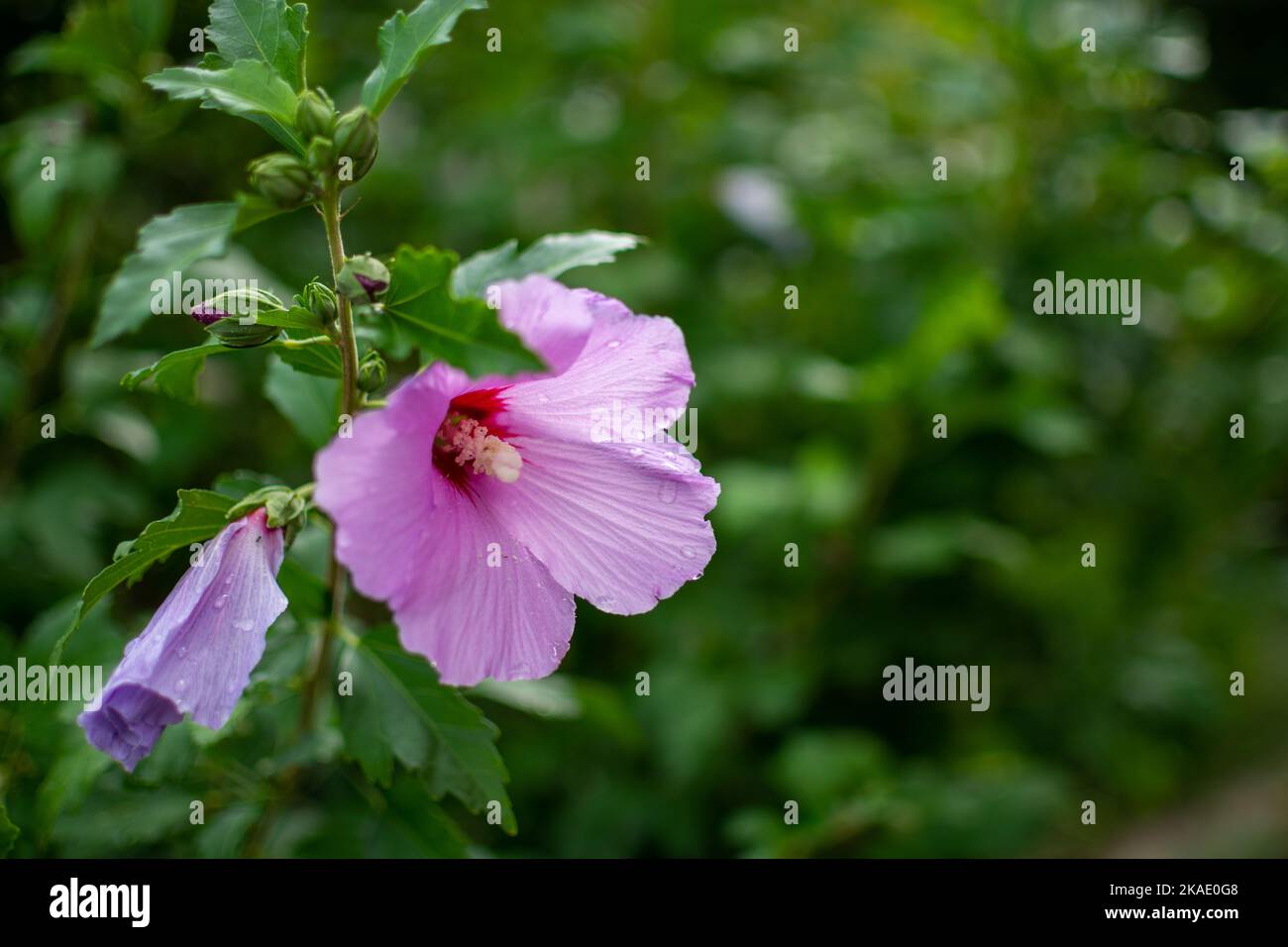Hibiscus syriacus in park hi-res stock photography and images - Alamy