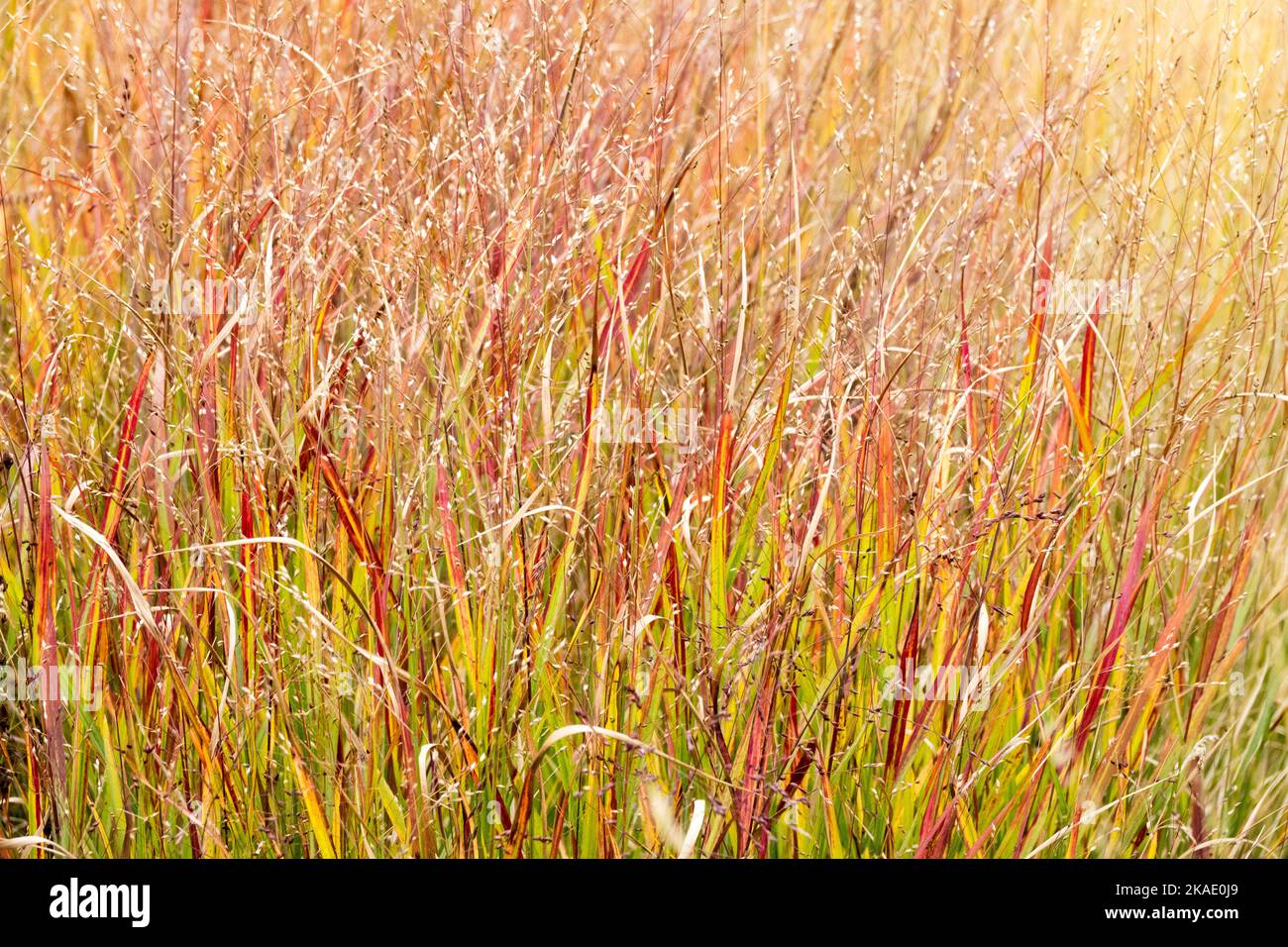 Autumn, Switch Grass, Panicum virgatum 'Shenandoah', Switchgrass, Garden, Grass, Autumnal, Nature Stock Photo