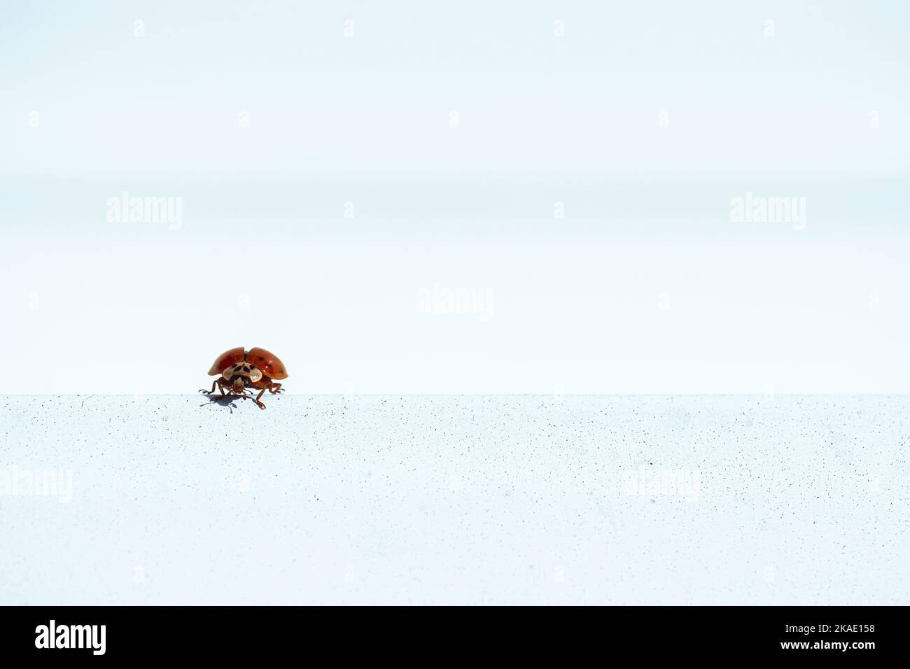 A little gorgeous Lady bird stay on a blue gray stone level border. Concept biiology Stock Photo
