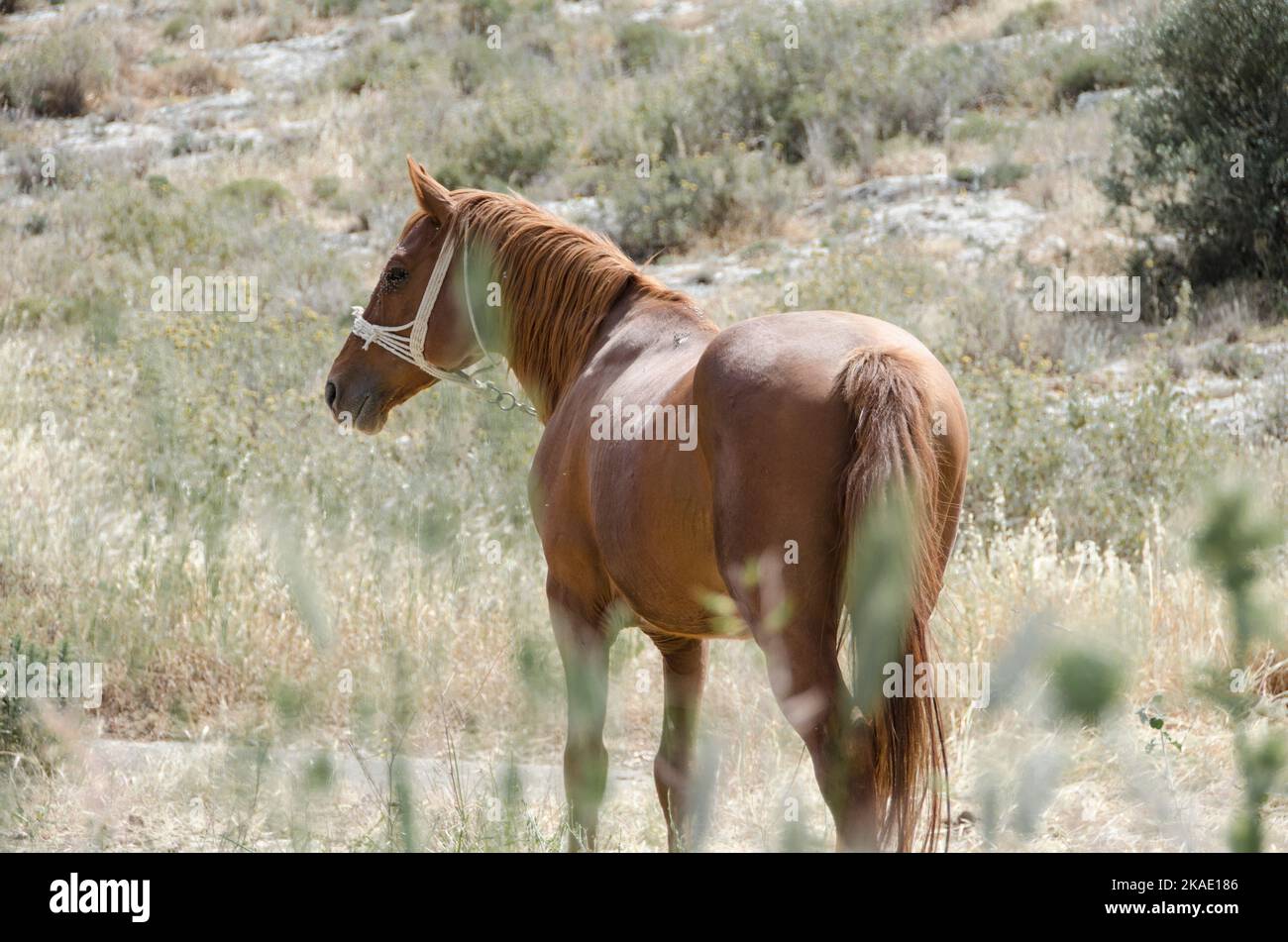 Horse. Farm animals. Farm in Greece Stock Photo - Alamy