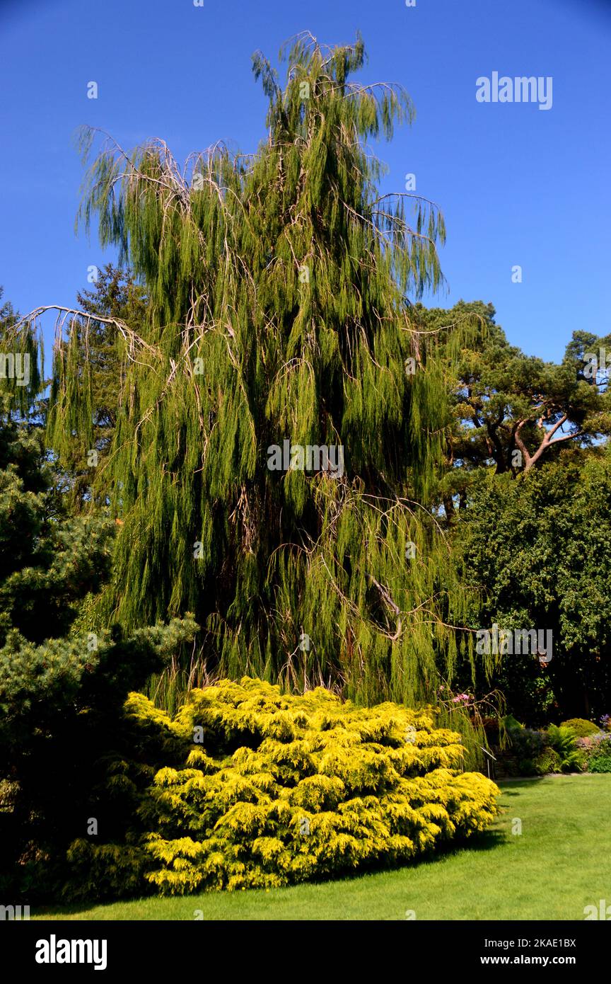 Chamaecyparis Lawsoniana 'Imbricata Pendula' (Weeping Lawson's Cypress) Tree grown at RHS Garden Rosemoor, Torrington, Devon, England, UK. Stock Photo