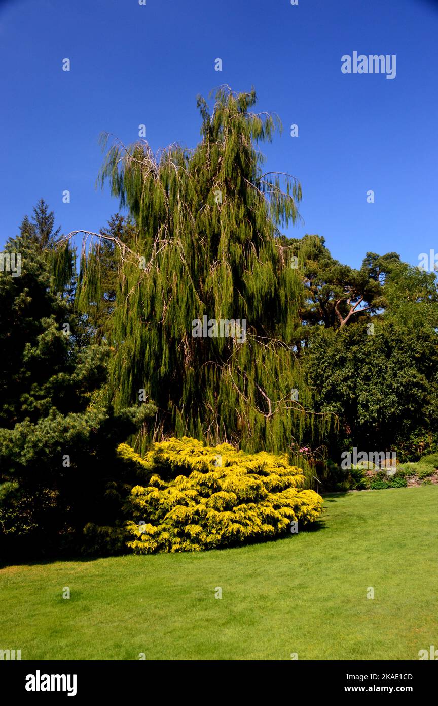 Chamaecyparis Lawsoniana 'Imbricata Pendula' (Weeping Lawson's Cypress) Tree grown at RHS Garden Rosemoor, Torrington, Devon, England, UK. Stock Photo