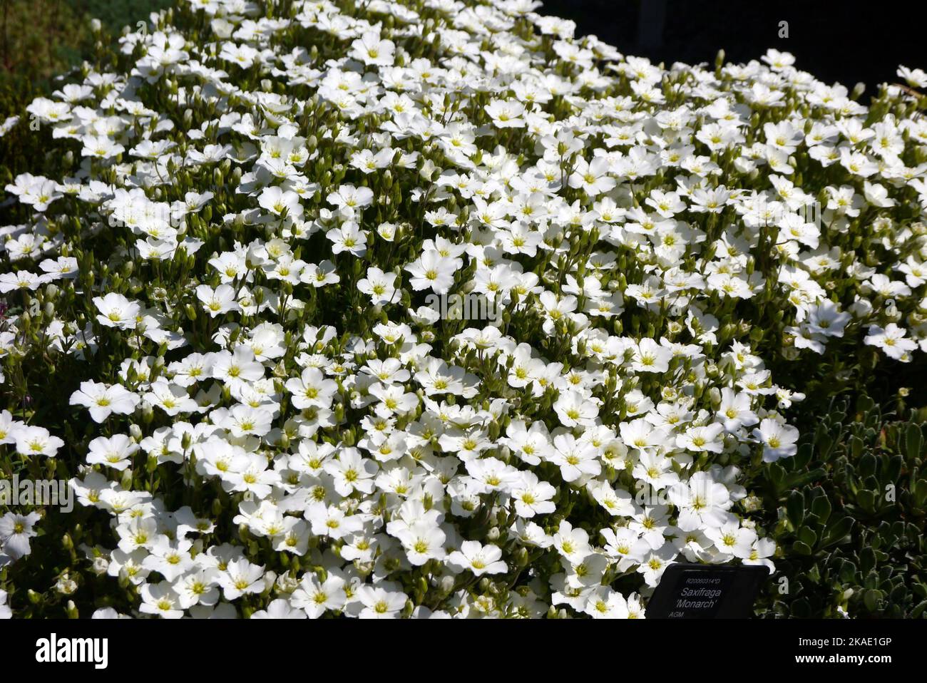 White Arenaria Montana (Mountain Sandwort) Flowers grown at RHS Garden Rosemoor, Torrington, Devon, England, UK. Stock Photo