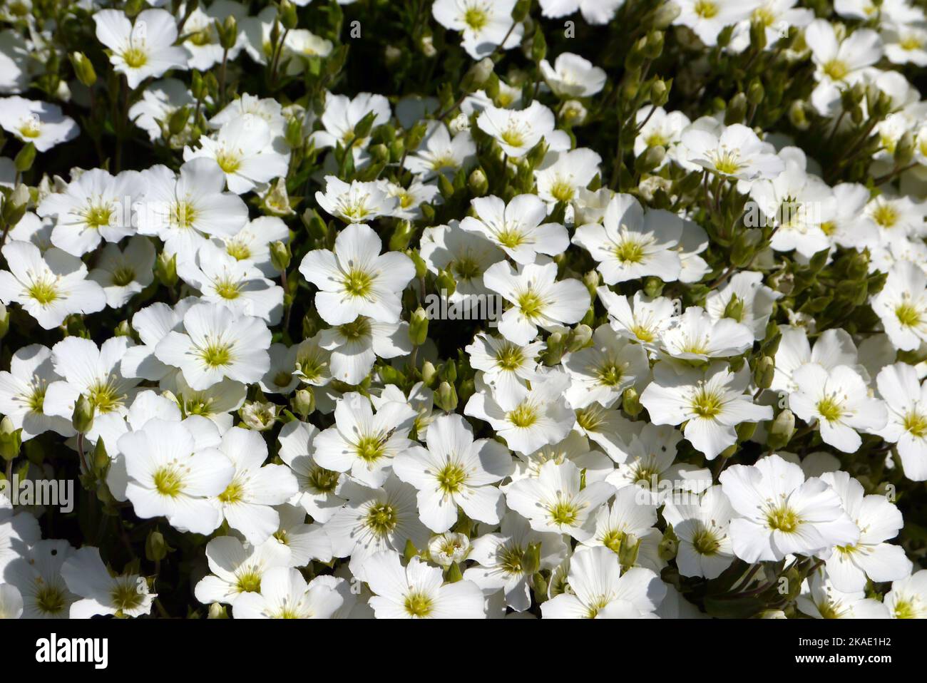 White Arenaria Montana (Mountain Sandwort) Flowers grown at RHS Garden Rosemoor, Torrington, Devon, England, UK. Stock Photo