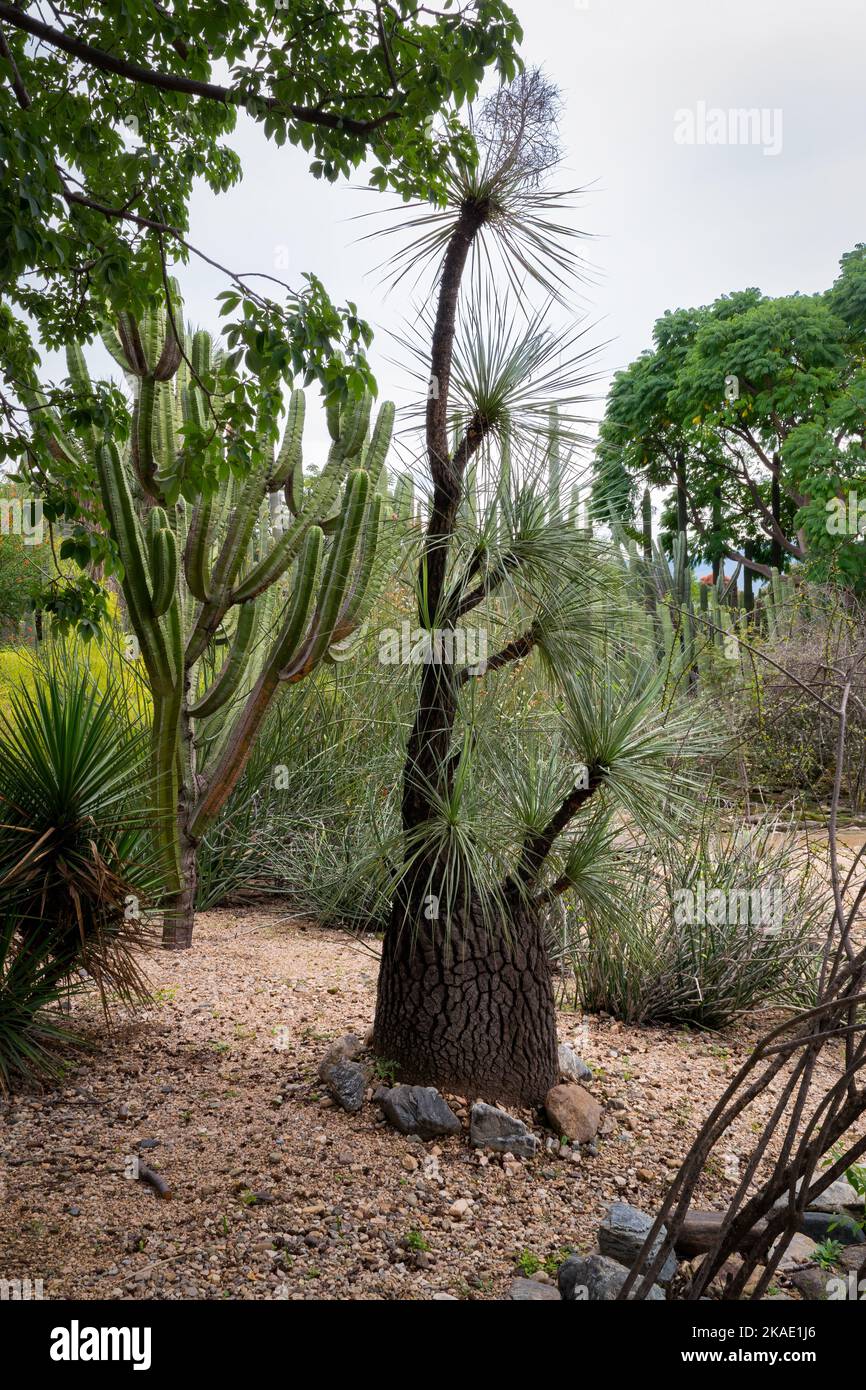 A vertical of beaucarnea gracilis tree and a cactus in the Ethnobotanical Garden of Oaxaca, Mexico. Stock Photo