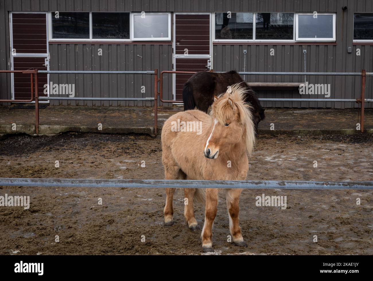 Reykjavik, Iceland March 24, 2022 Two icelandic horses in front of a
